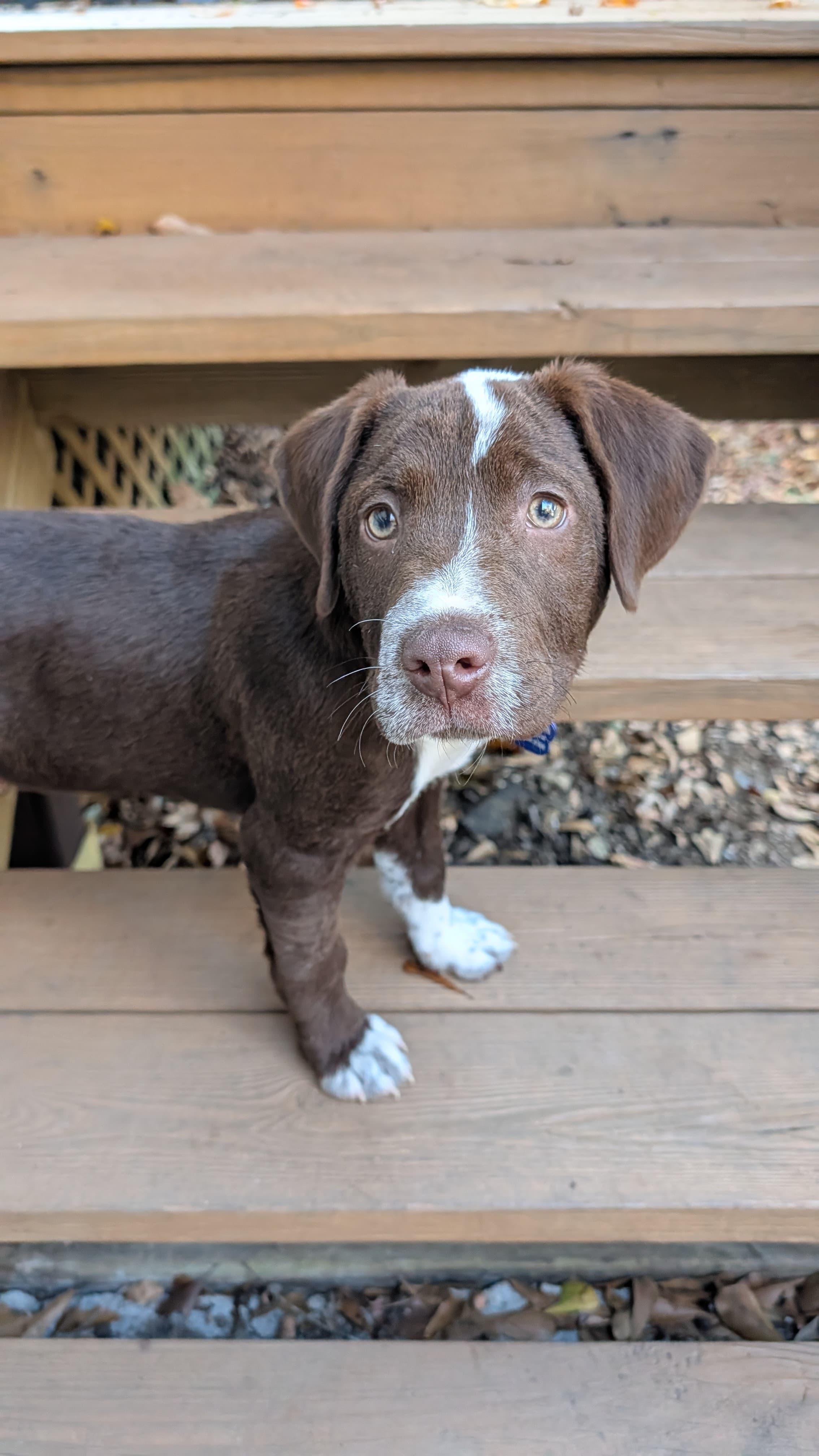 Enlarge Buc-ee, a ADOPTABLE mixed breed in Tallahassee, FL image 3/3