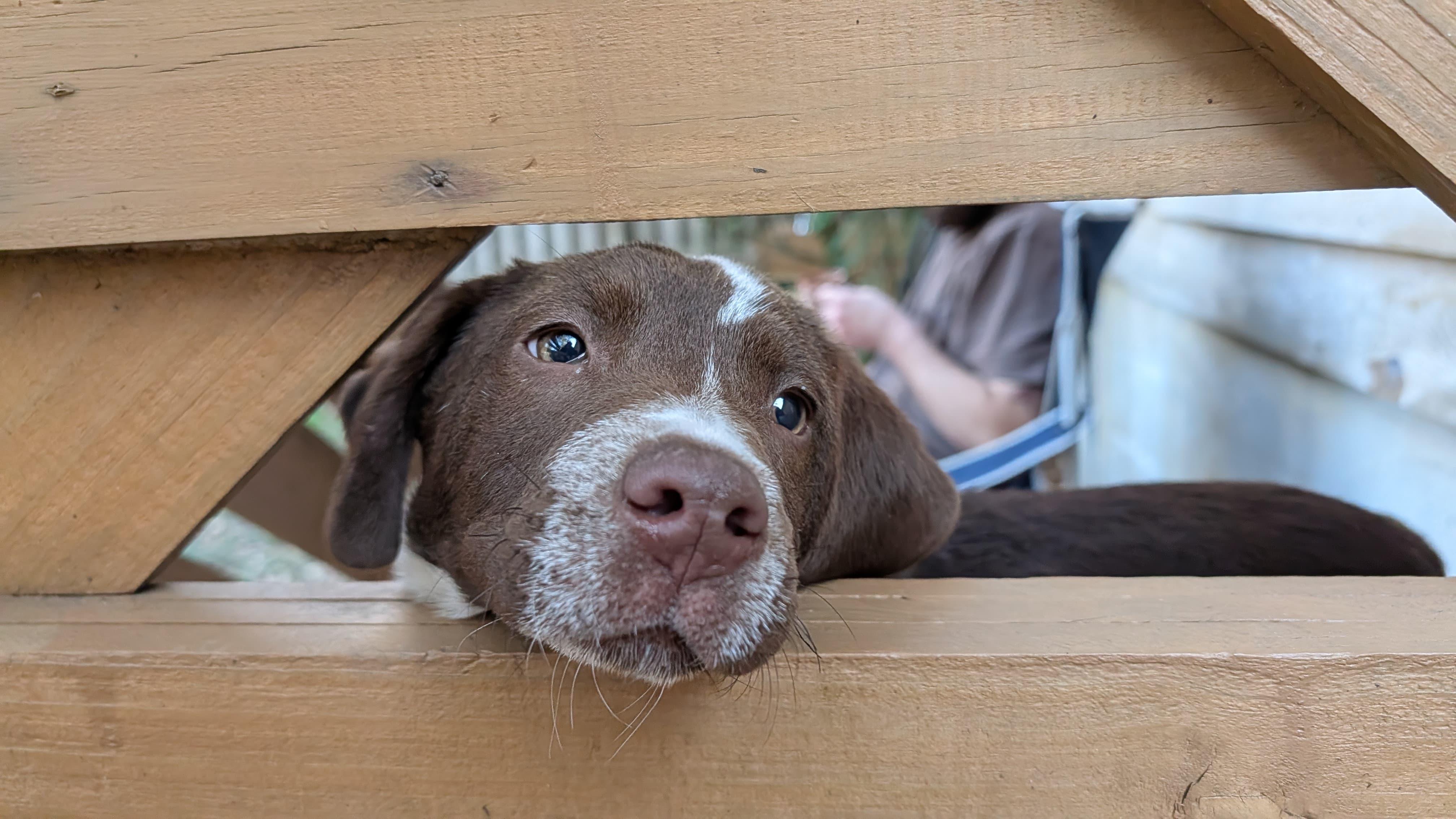 Enlarge Buc-ee, a ADOPTABLE mixed breed in Tallahassee, FL image 1/3