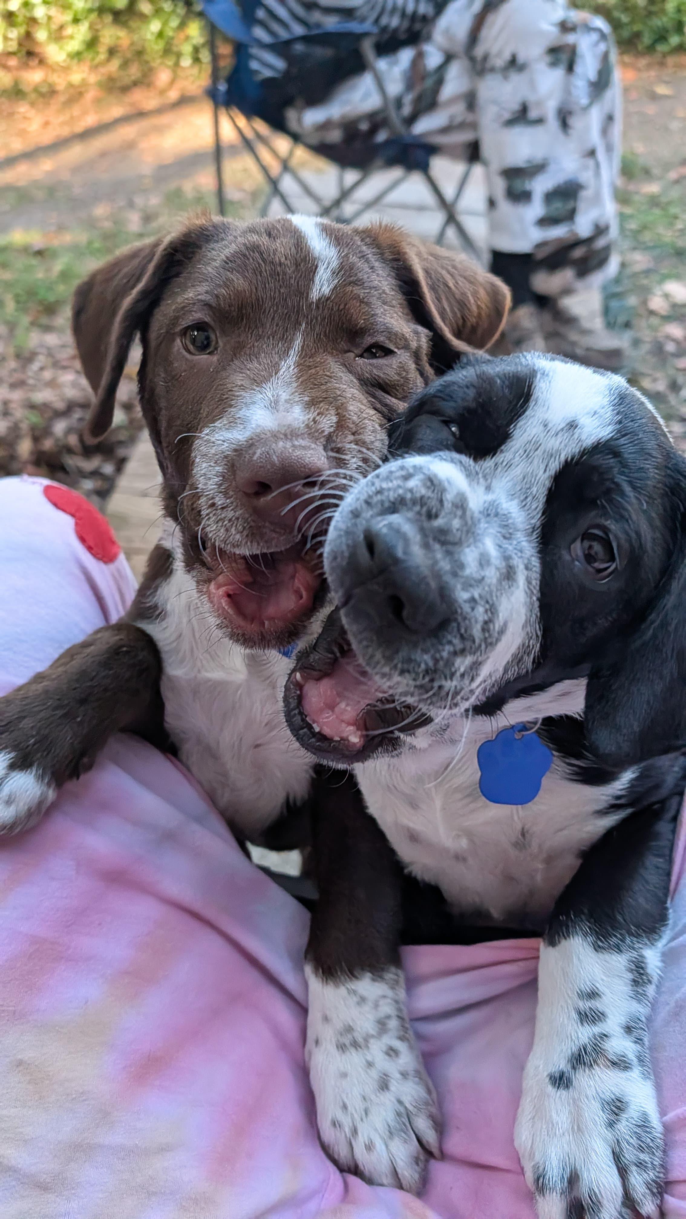 Enlarge Buc-ee, a ADOPTABLE mixed breed in Tallahassee, FL image 2/3