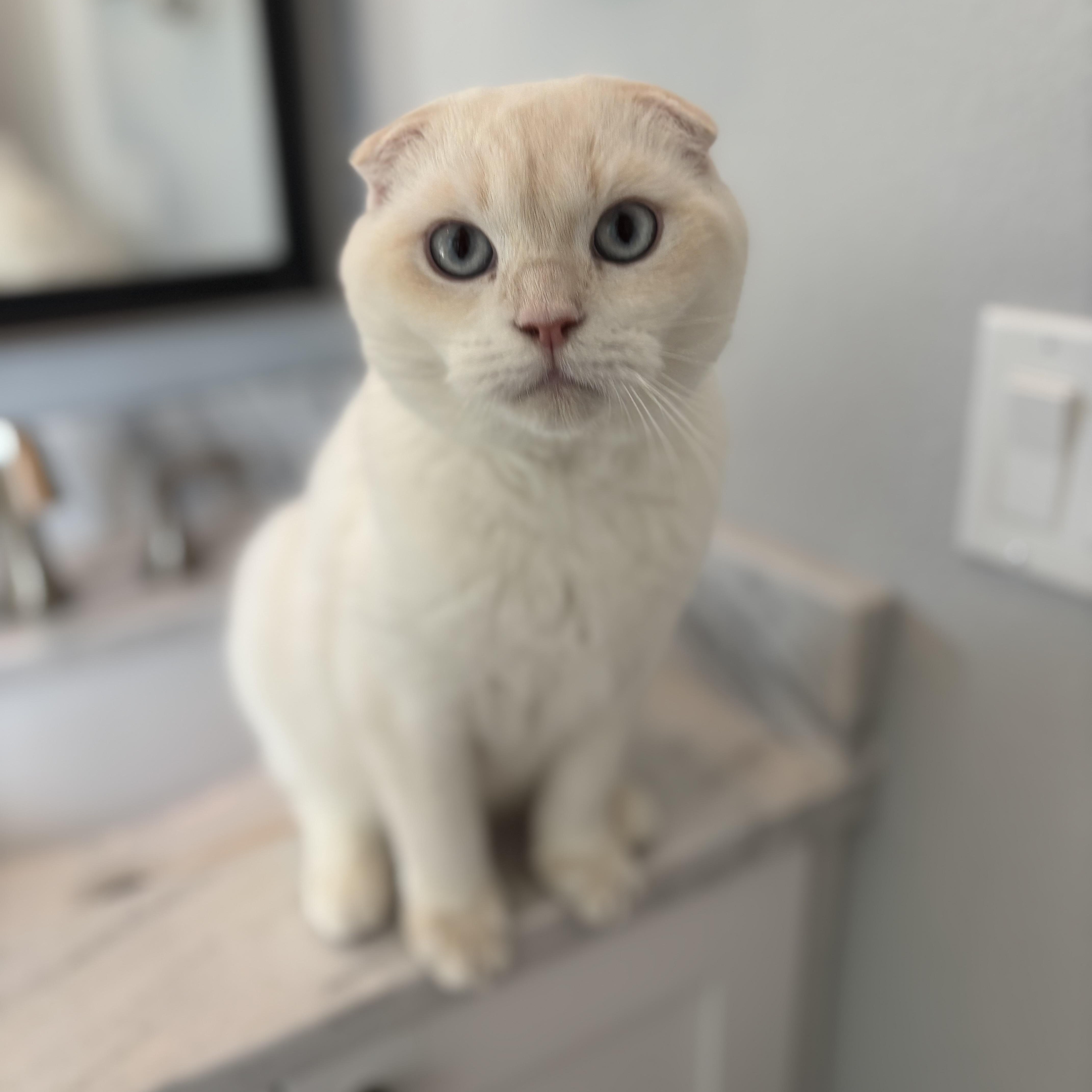 Enlarge Fish (bonded with Spoon), an adopted Scottish Fold in Tampa, FL image 4/5