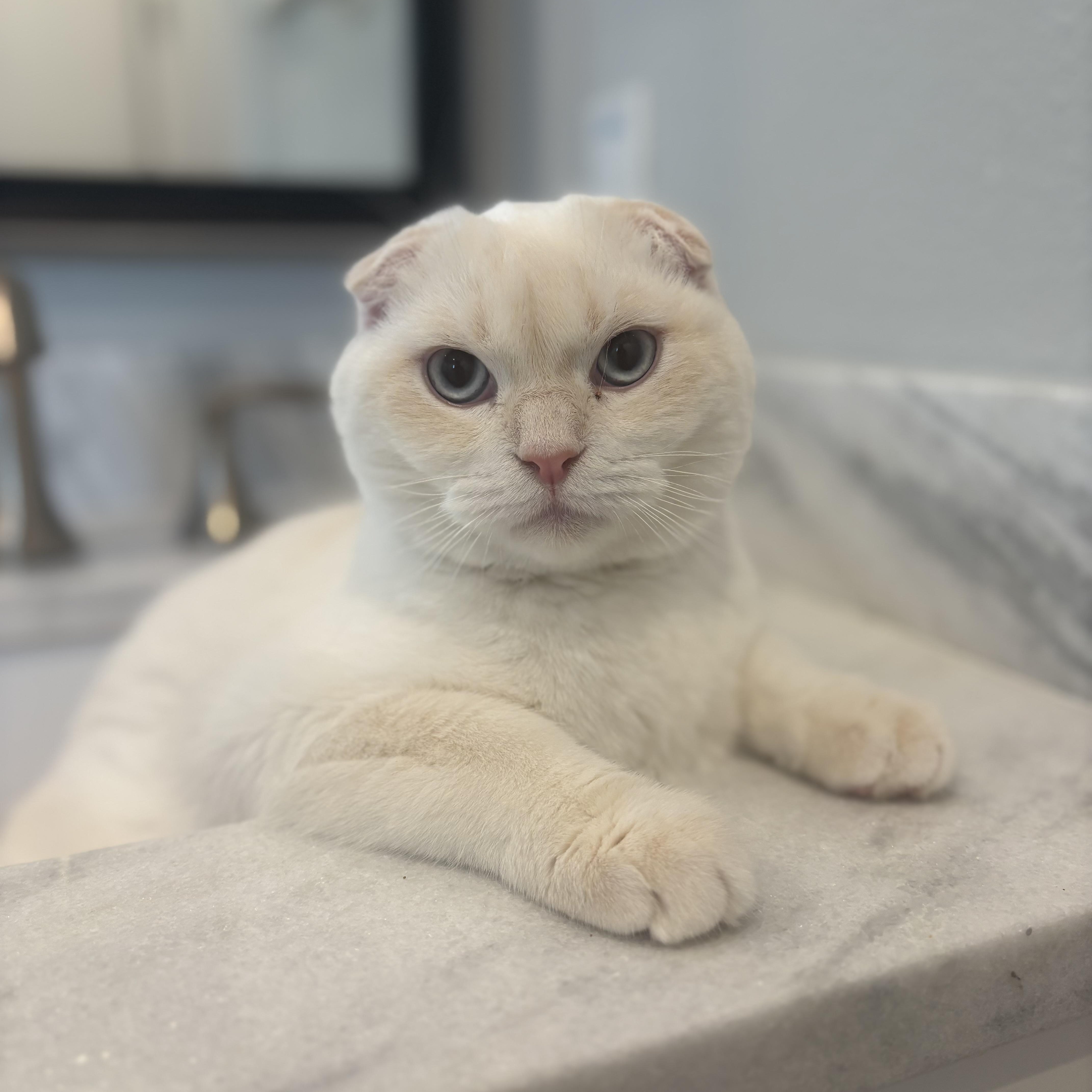 Fish (bonded with Spoon), adopted, Young Male Scottish Fold.