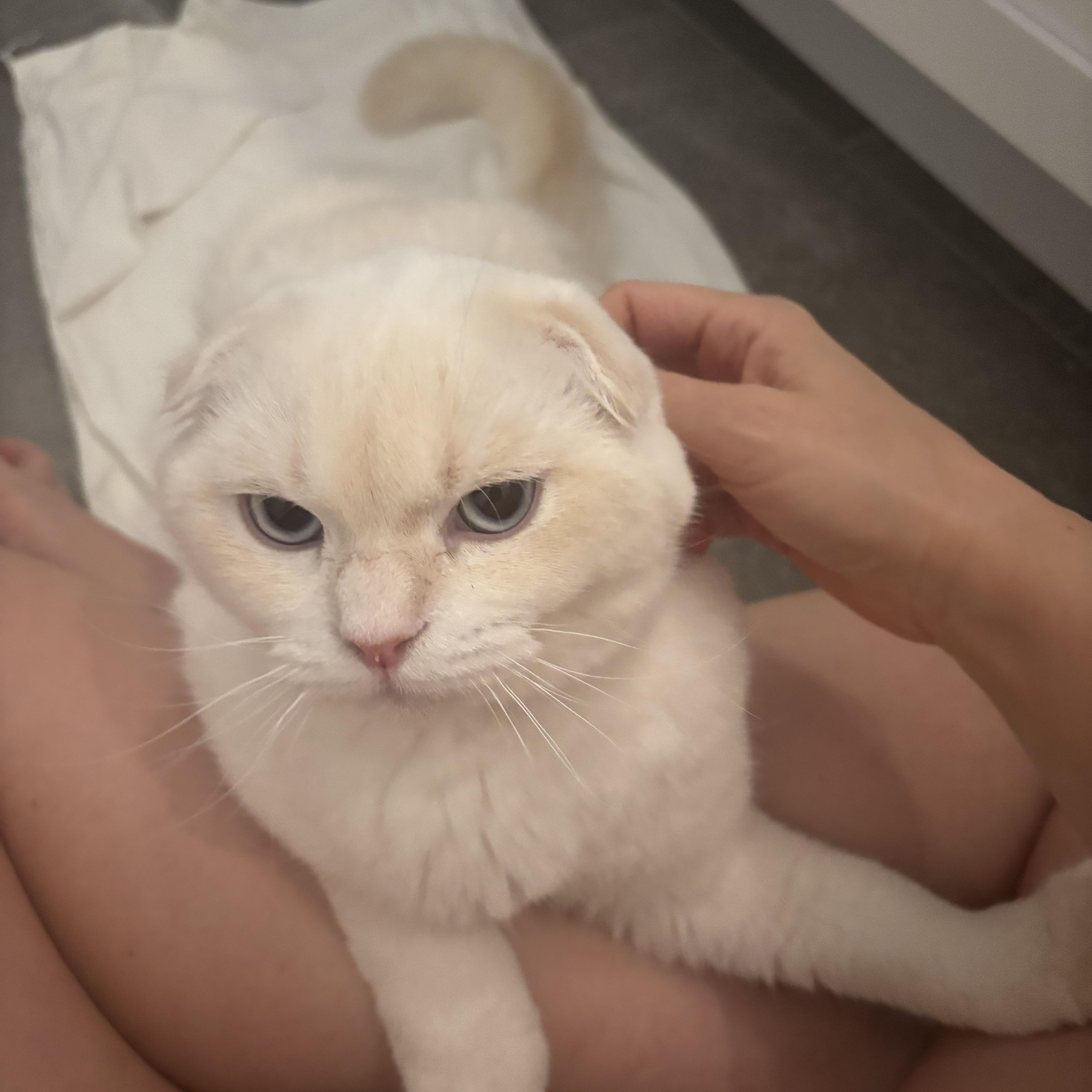 Enlarge Fish (bonded with Spoon), an adopted Scottish Fold in Tampa, FL image 3/5