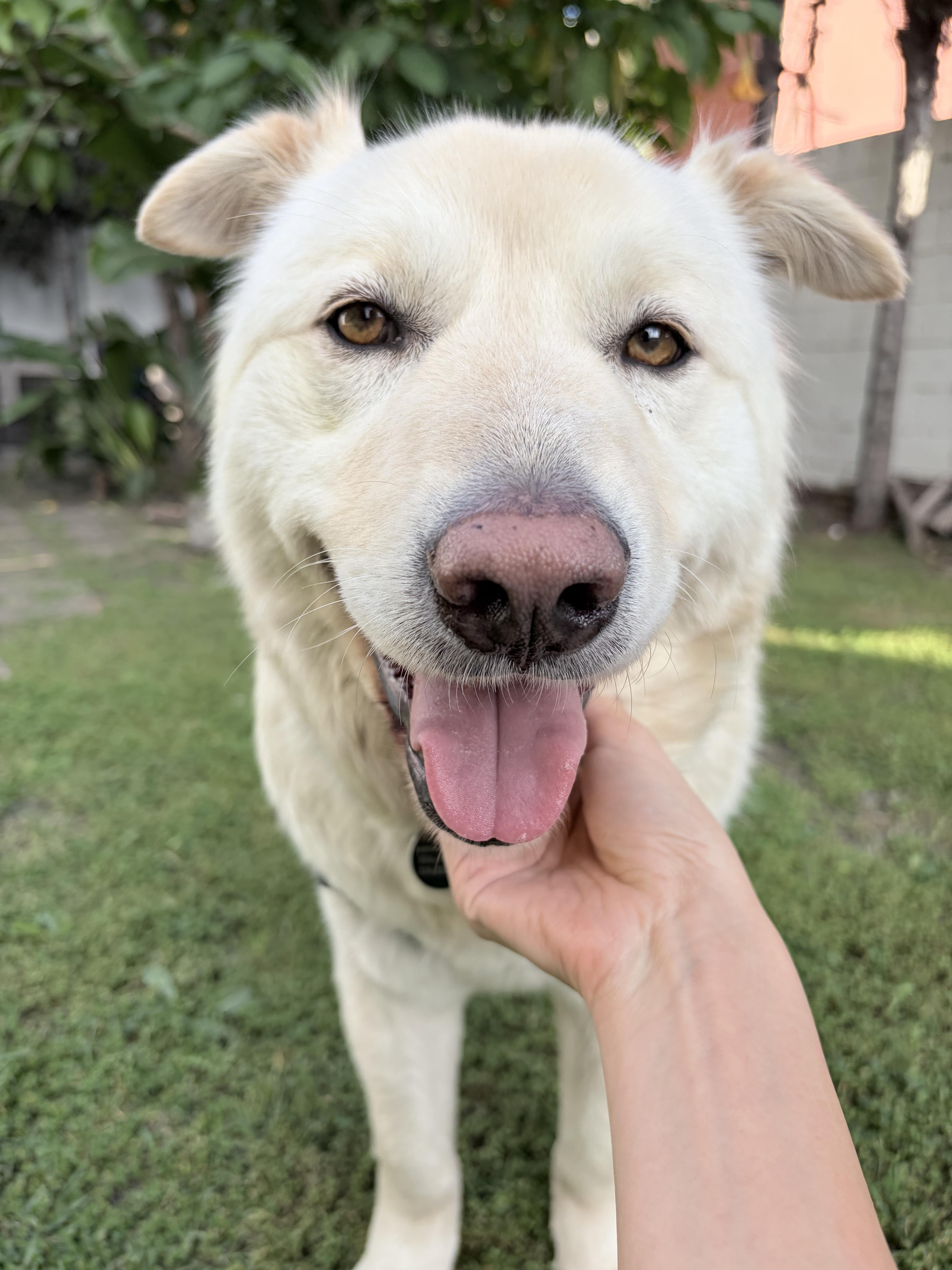 Hope, adopted, Young Male Jindo & Yellow Labrador Retriever.