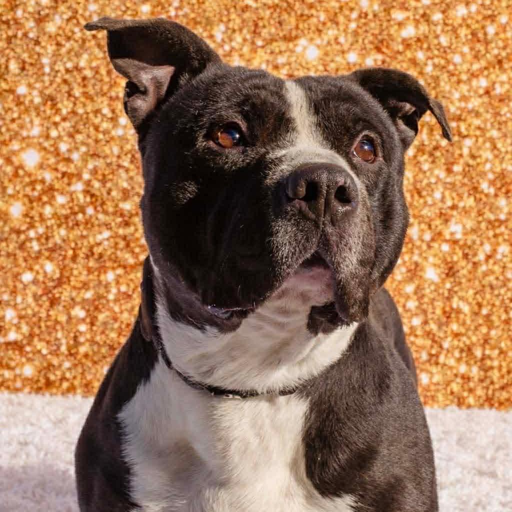 Walter, Adoptable, Adult Male Mixed Breed.