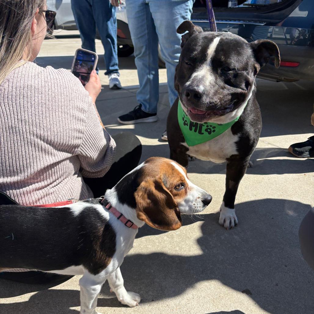 Enlarge Walter, a Adoptable Mixed Breed in Clarksville, TN image 2/6