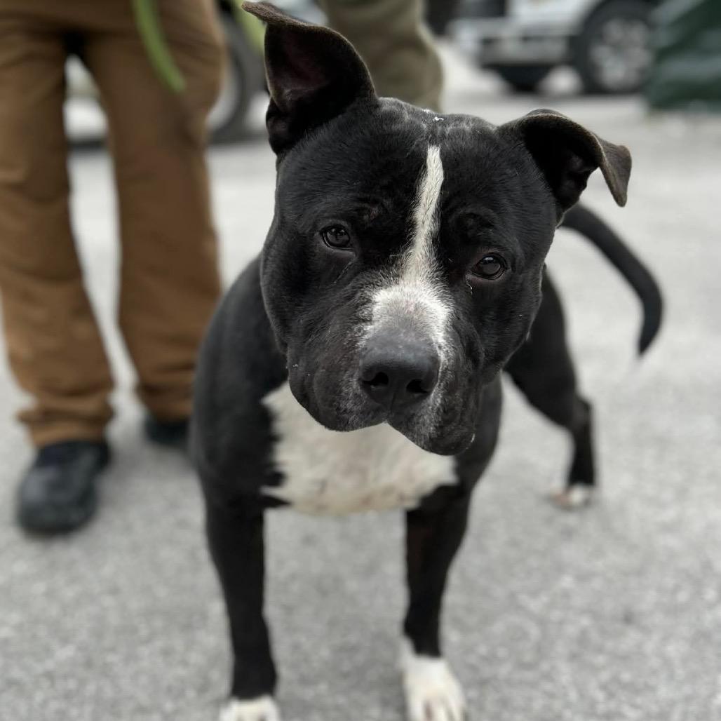Walter, a Adoptable Mixed Breed in Clarksville, TN image 2/6