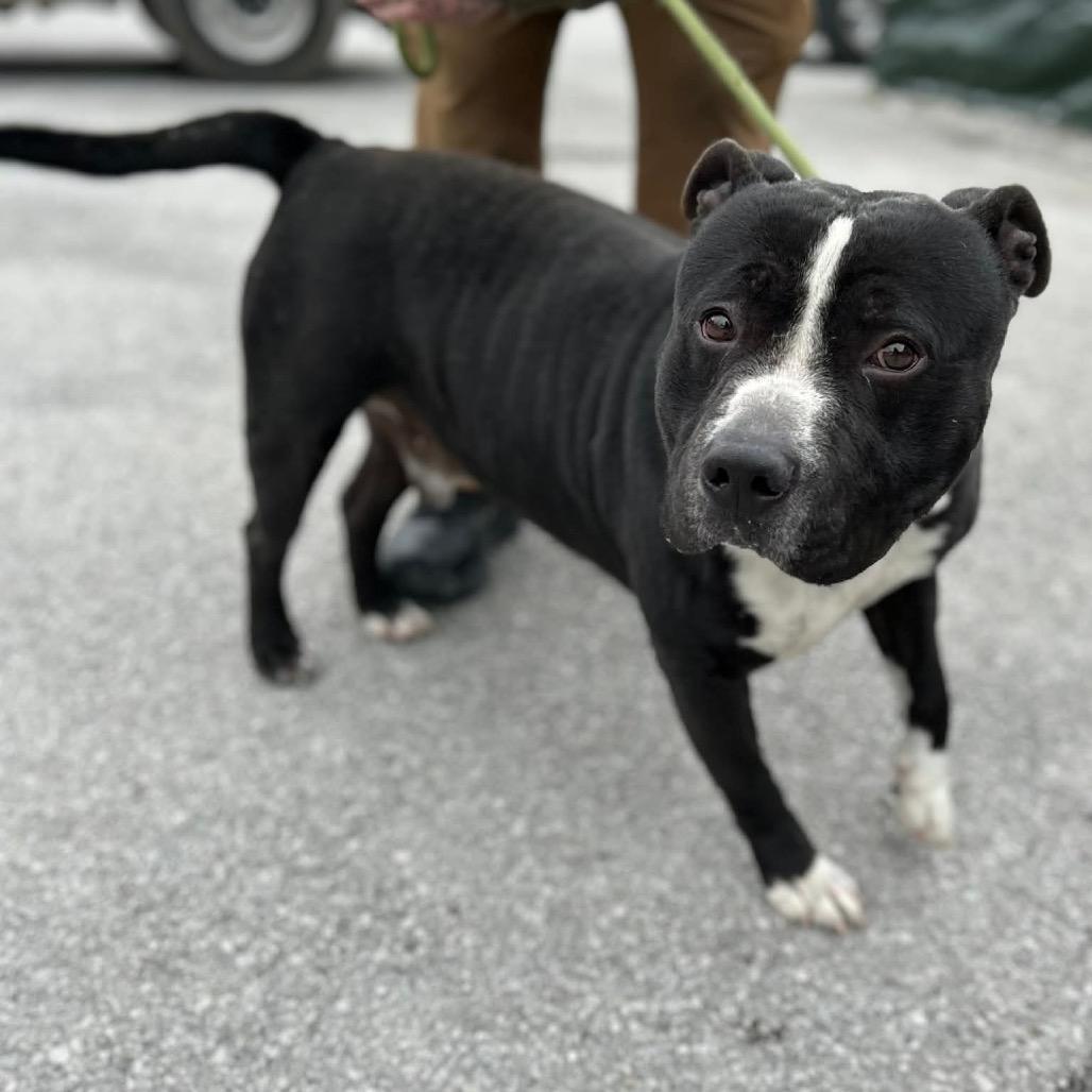 Walter, a Adoptable Mixed Breed in Clarksville, TN image 3/6