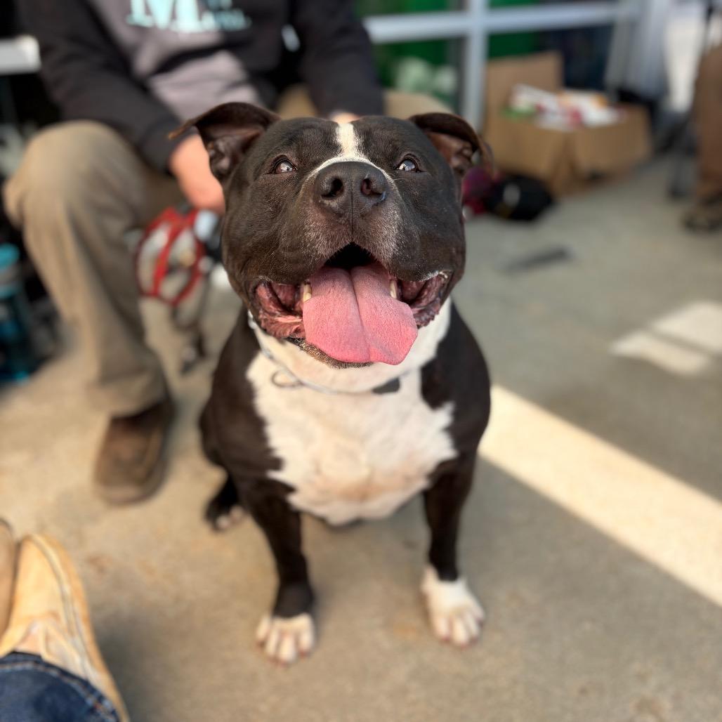 Walter, a Adoptable Mixed Breed in Clarksville, TN image 4/6