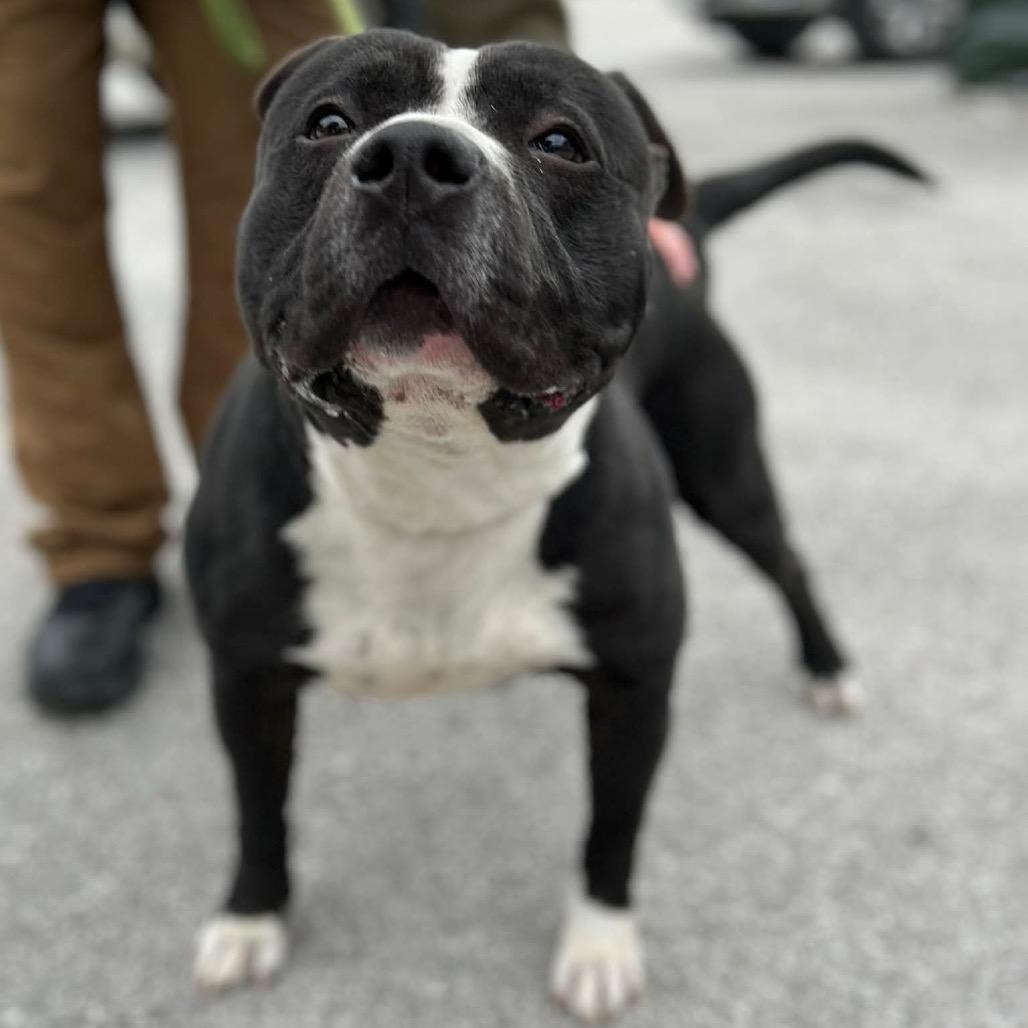 Walter, a Adoptable Mixed Breed in Clarksville, TN image 5/6