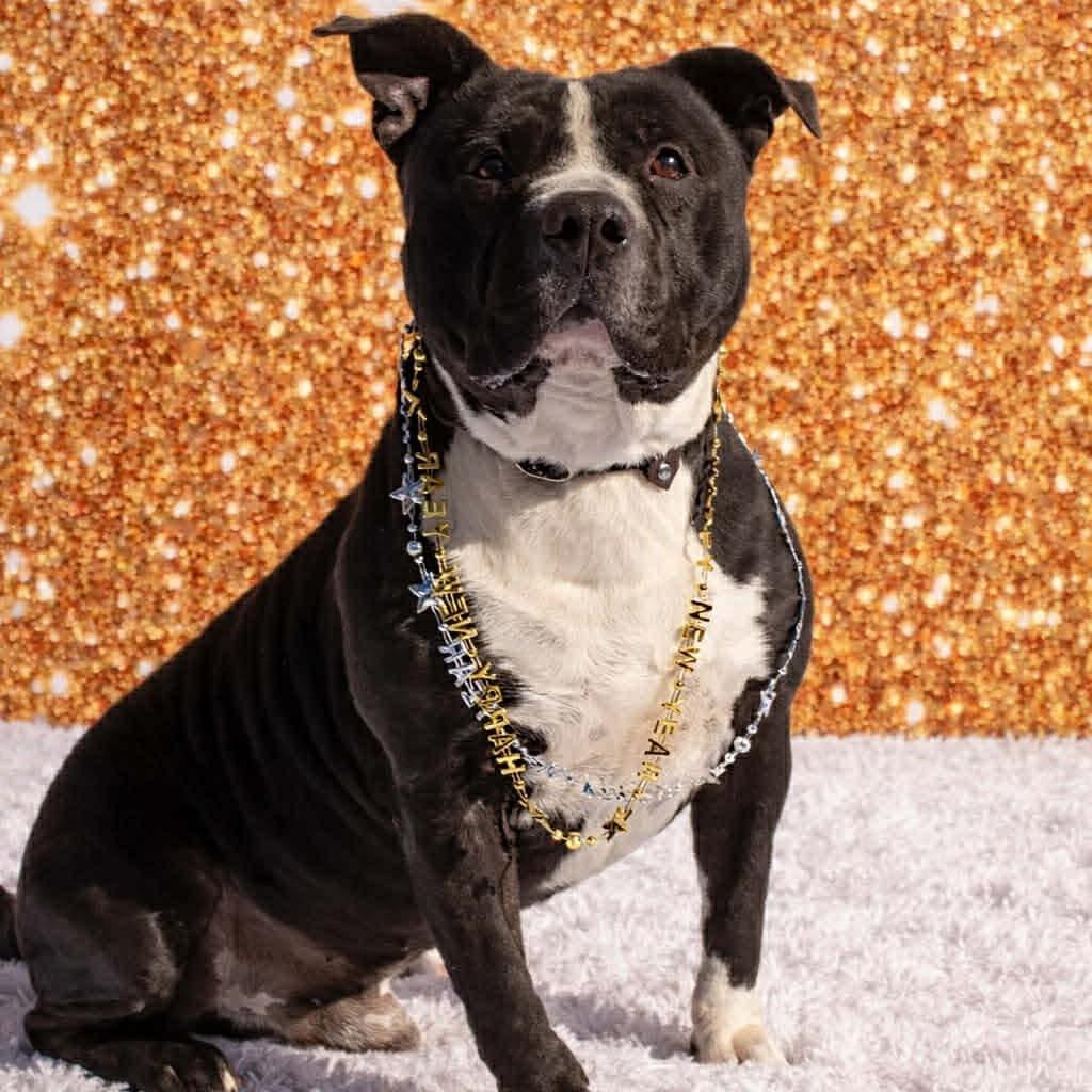 Walter, a Adoptable Mixed Breed in Clarksville, TN image 6/6