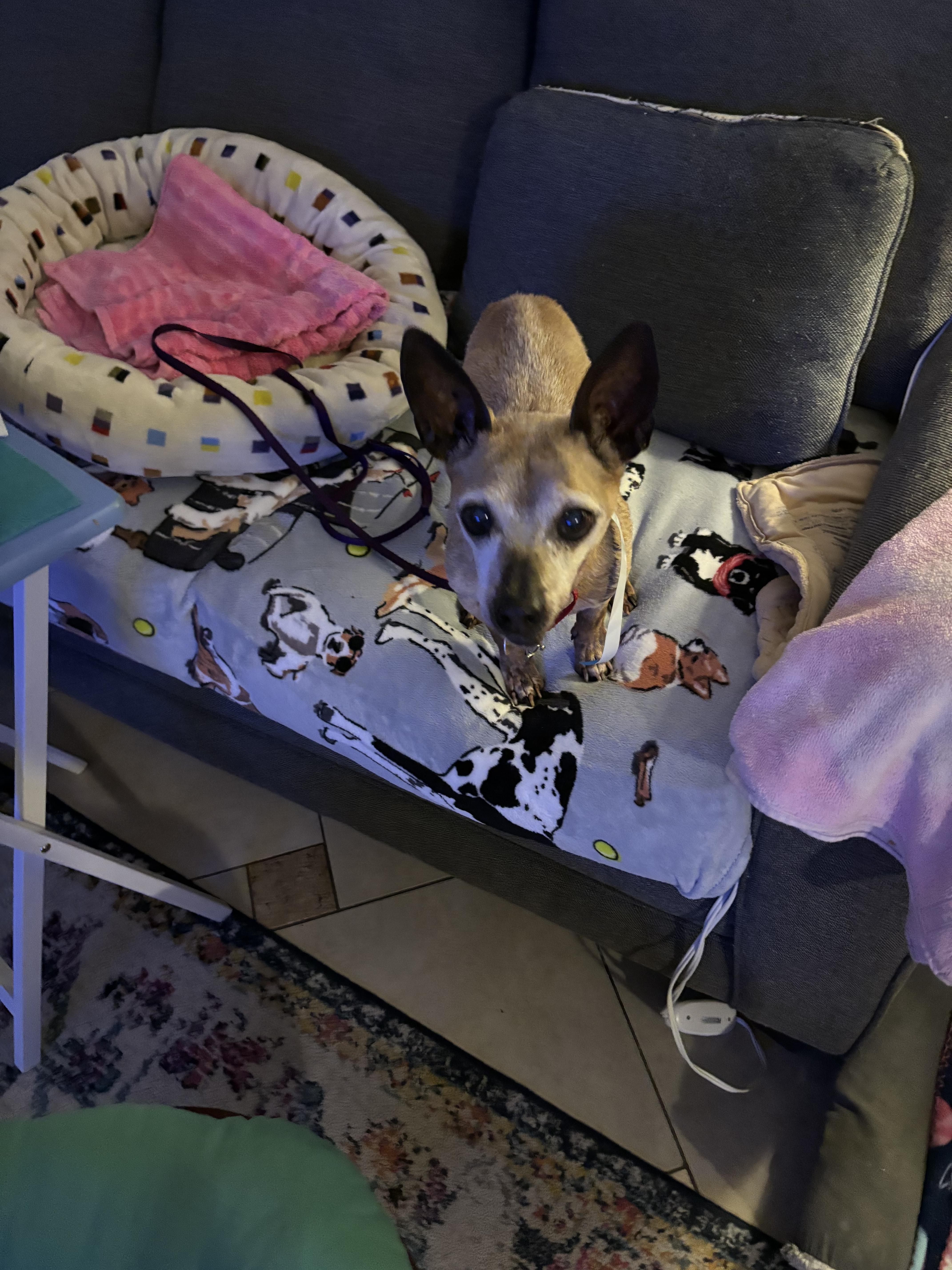 Chico, a Adoptable Chihuahua in Bradenton, FL image 1/5