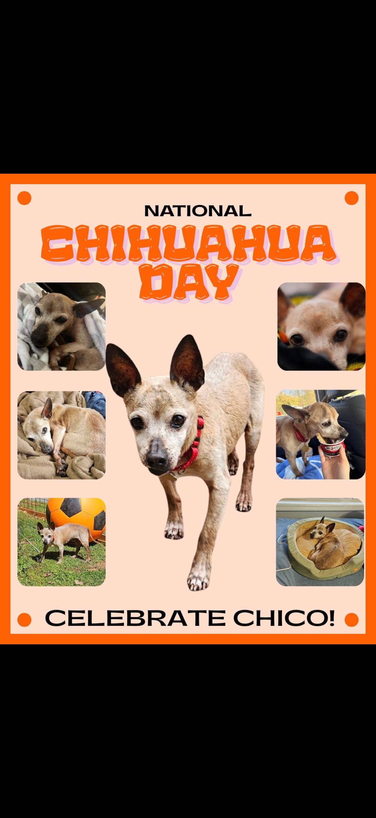 Chico, a Adoptable Chihuahua in Bradenton, FL image 2/5