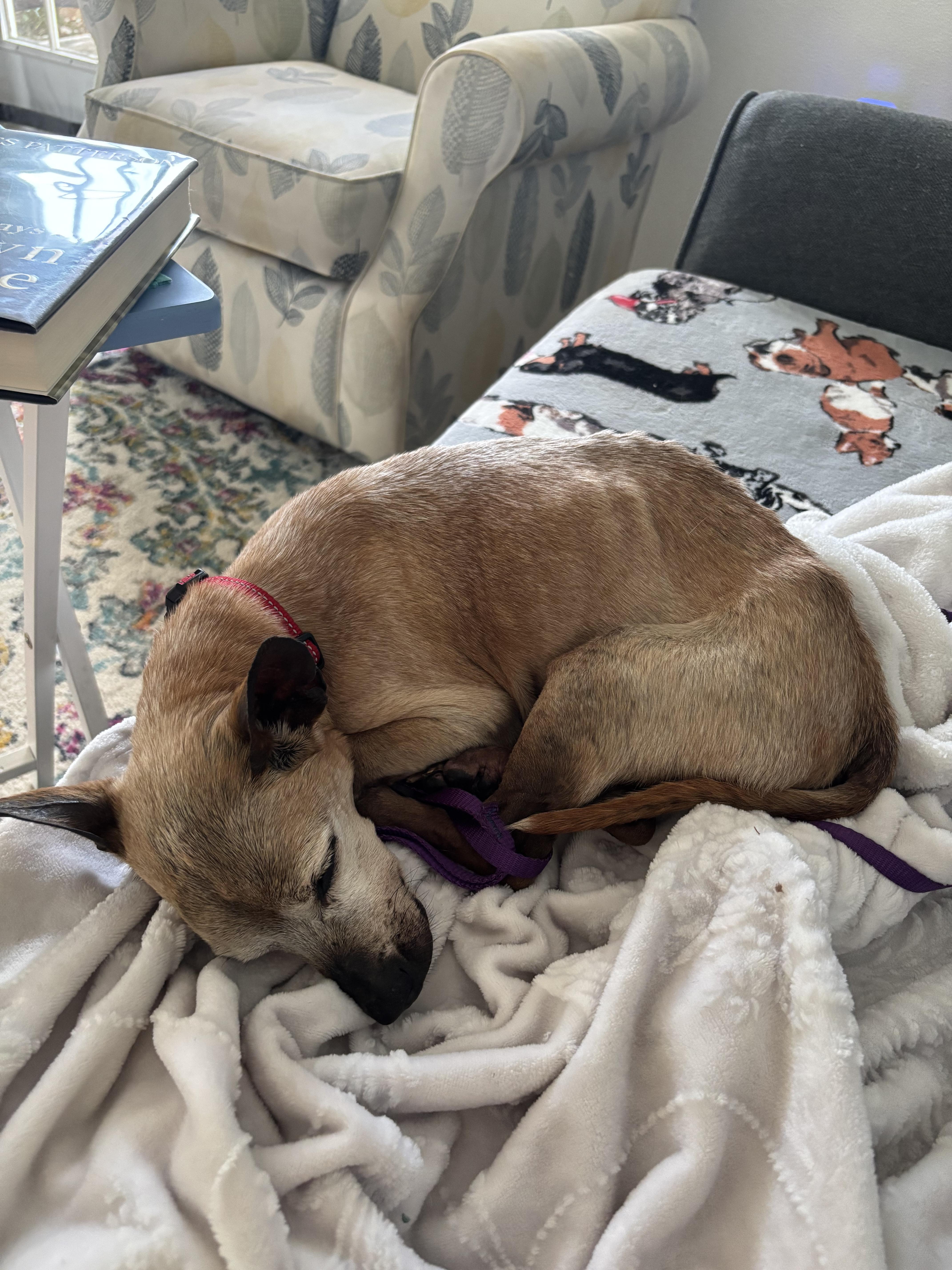 Chico, a Adoptable Chihuahua in Bradenton, FL image 3/5