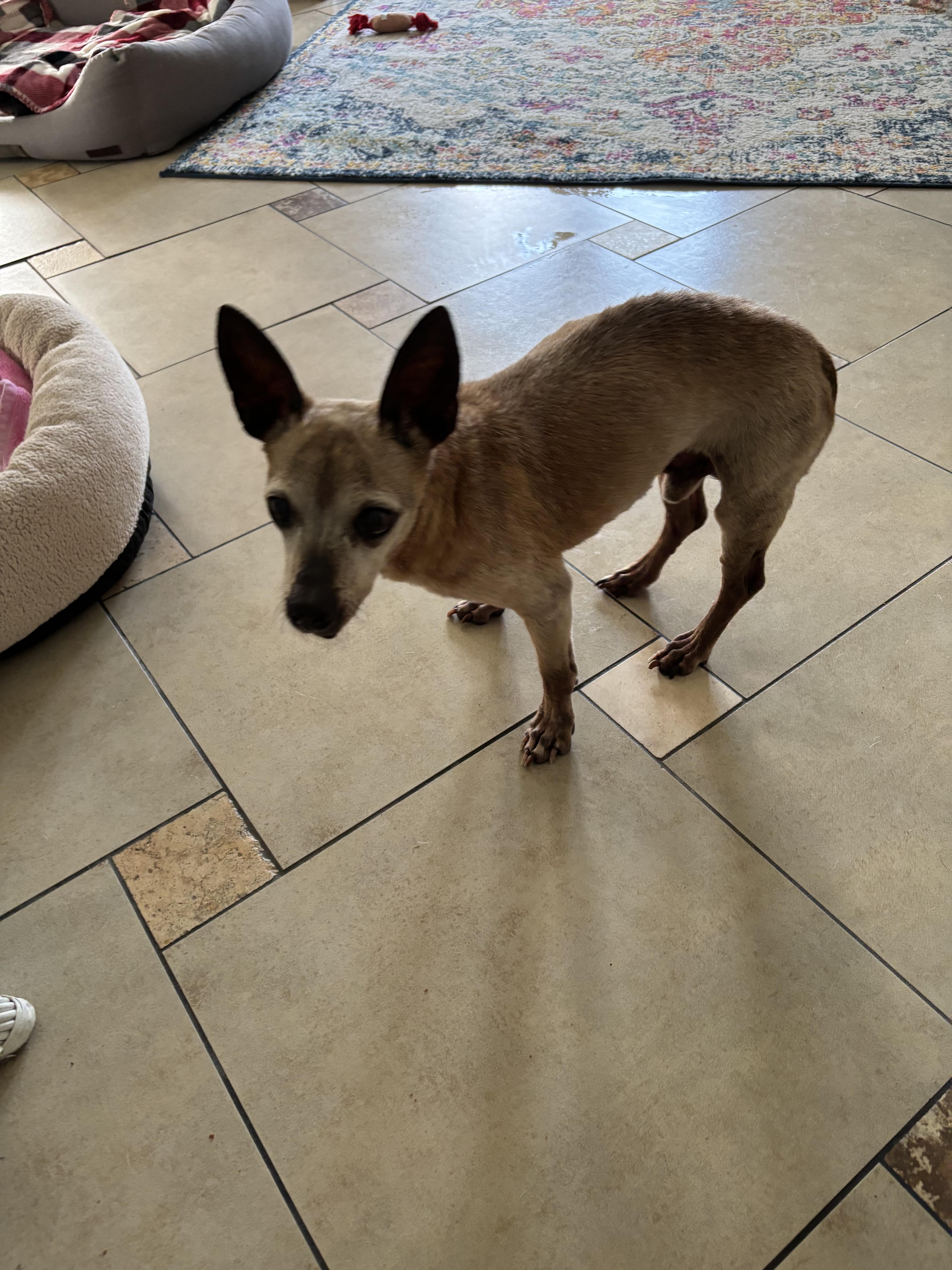 Chico, a Adoptable Chihuahua in Bradenton, FL image 4/5