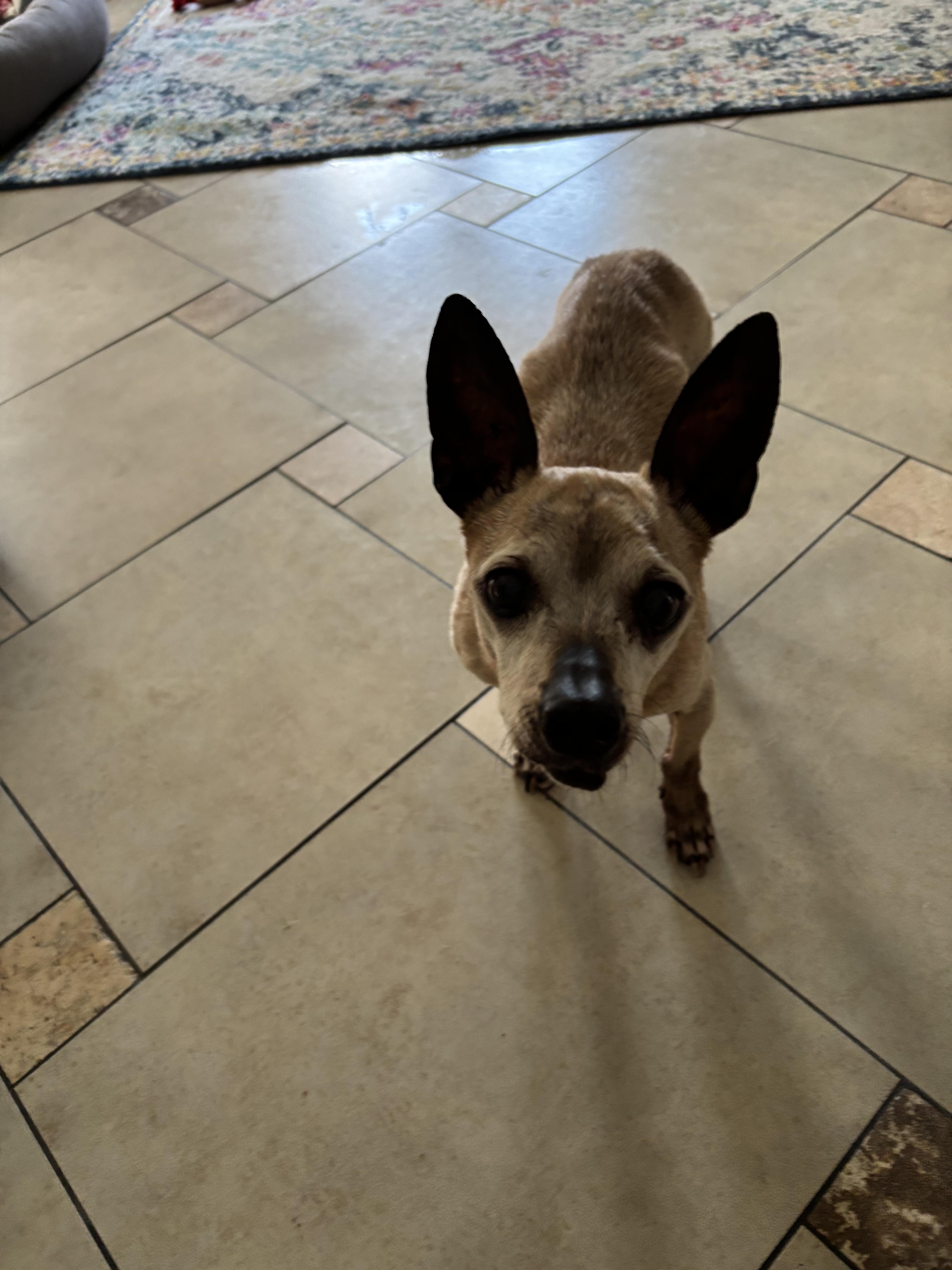 Chico, a Adoptable Chihuahua in Bradenton, FL image 5/5