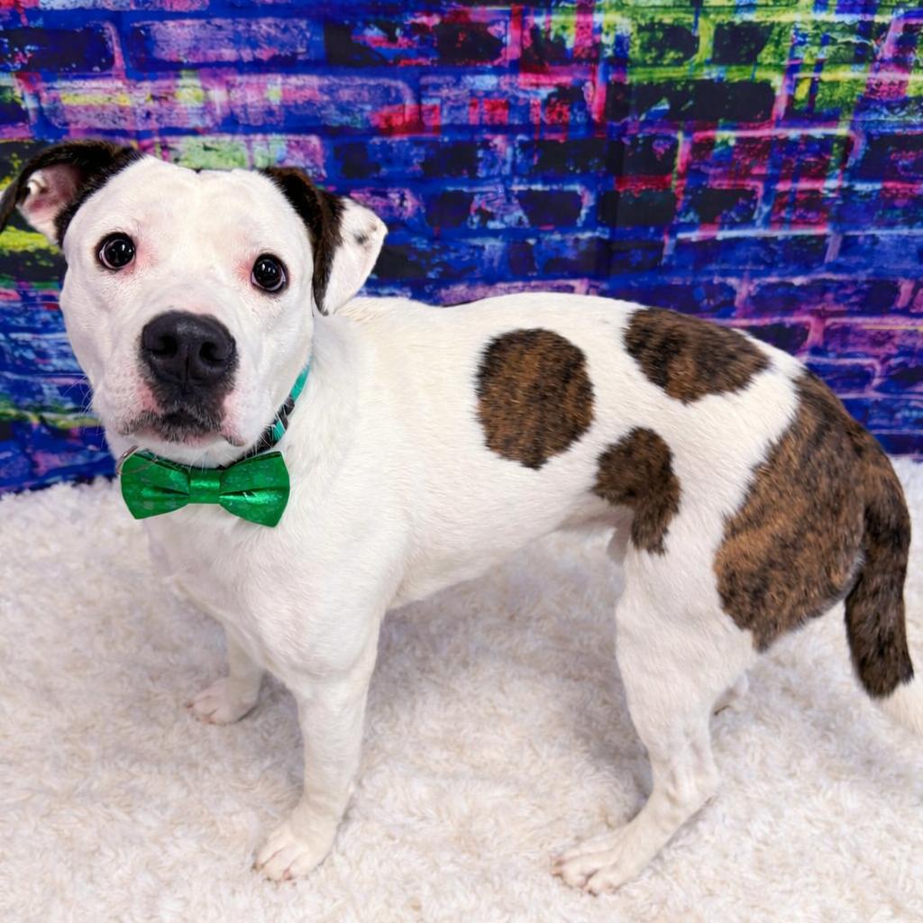 Splotch — thumbnail 2