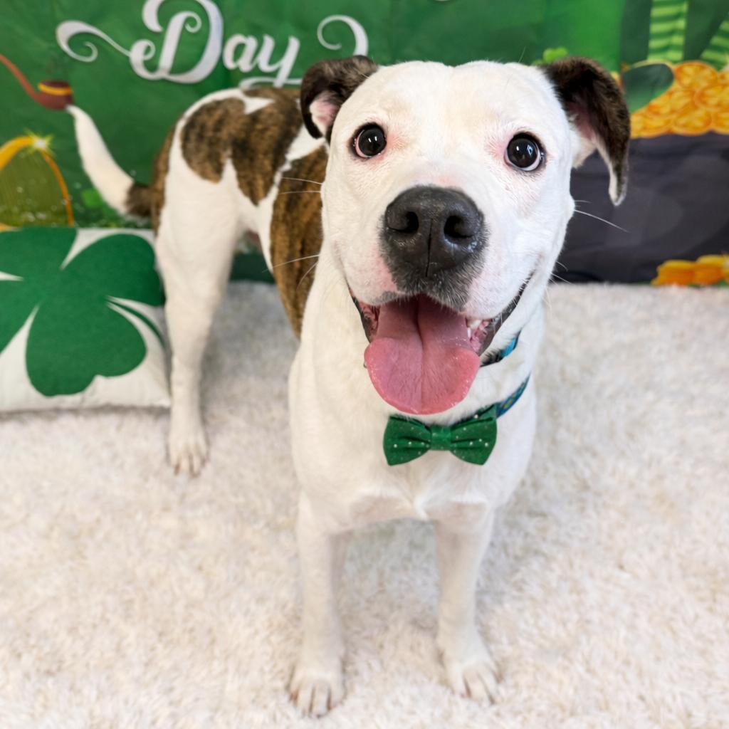 Splotch — thumbnail 3