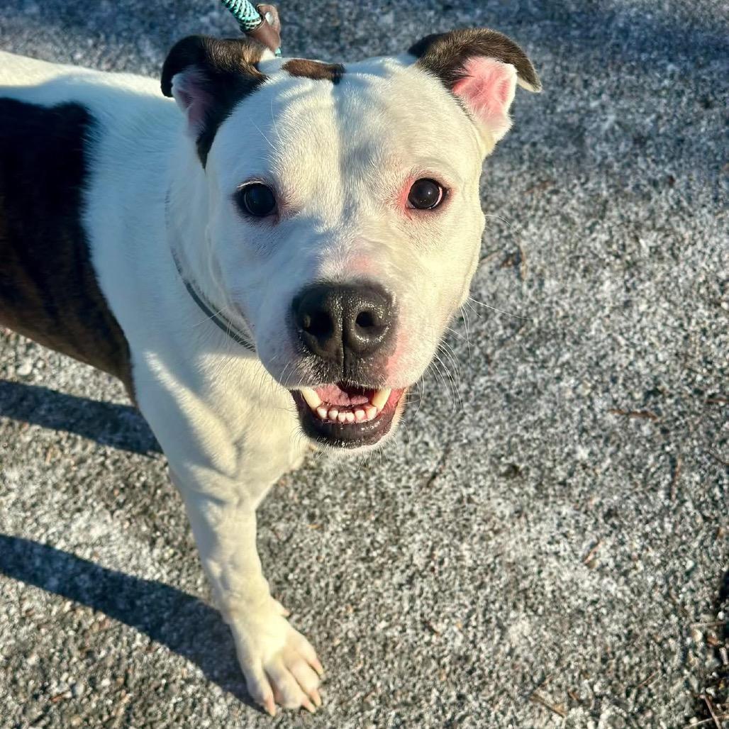 Splotch — thumbnail 4