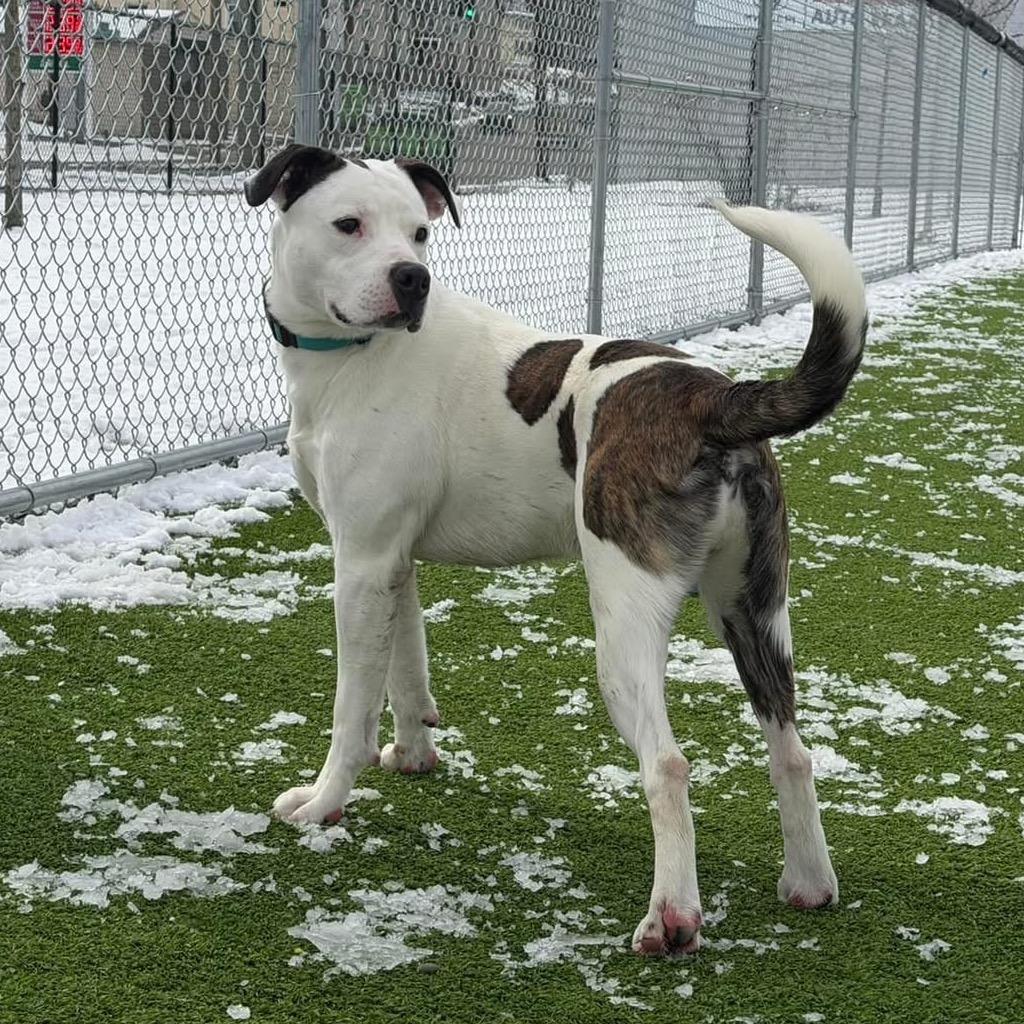 Splotch — thumbnail 5