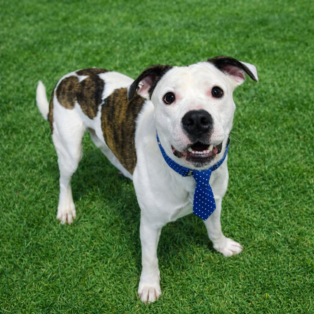 Splotch — thumbnail 6