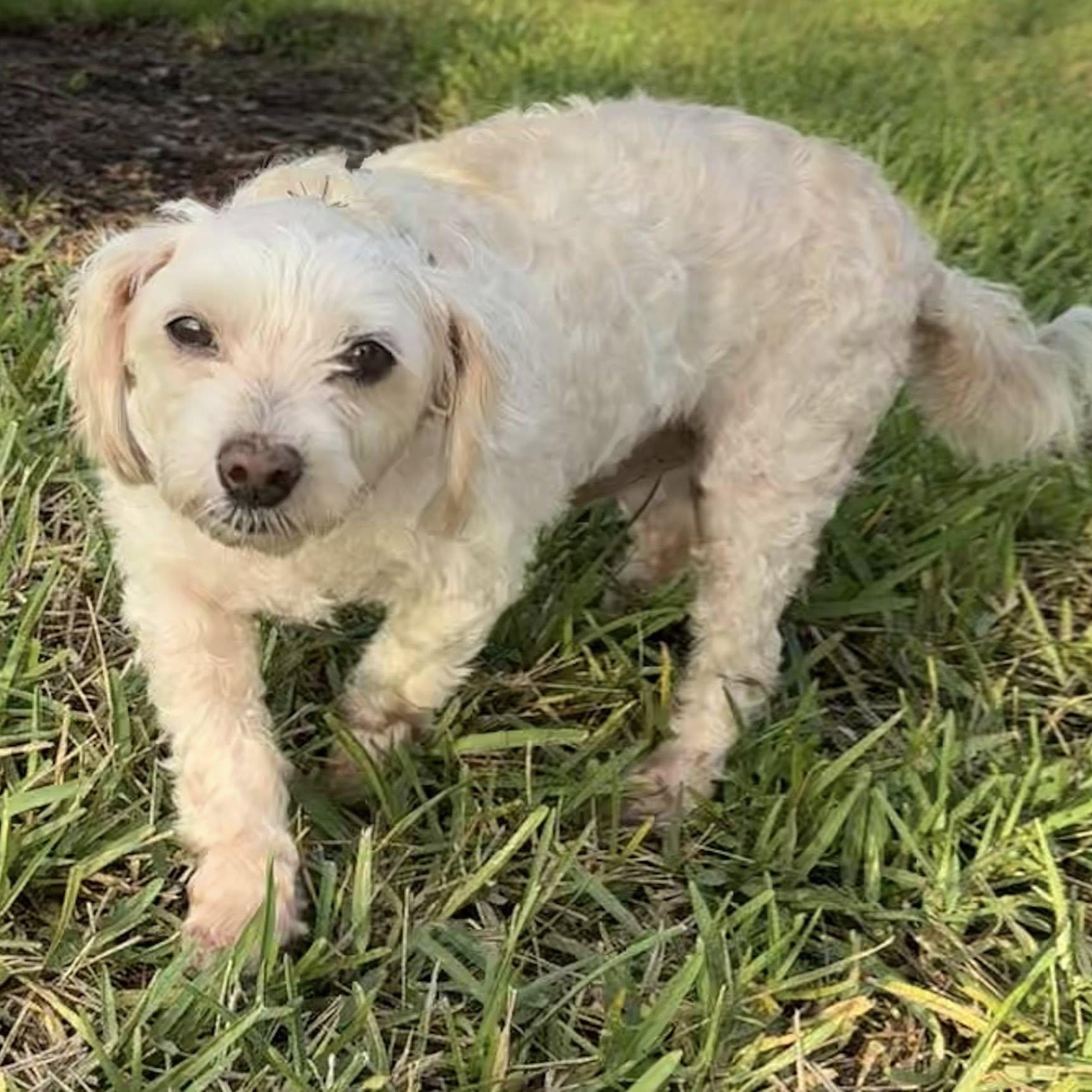 Mogli, an adoptable Maltipoo in Cape Coral, FL, 33914 | Photo Image 1