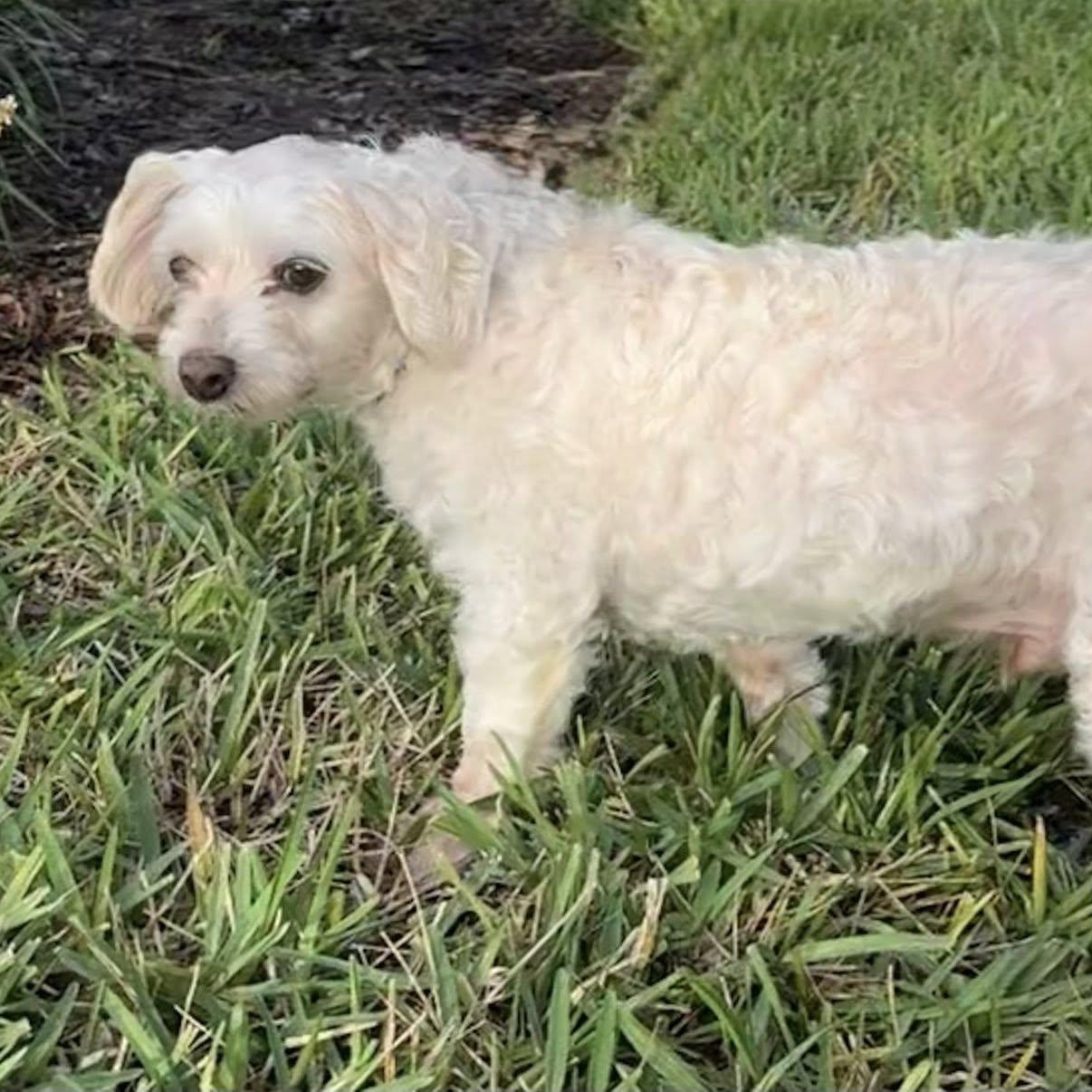 Mogli, an adoptable Maltipoo in Cape Coral, FL, 33914 | Photo Image 4