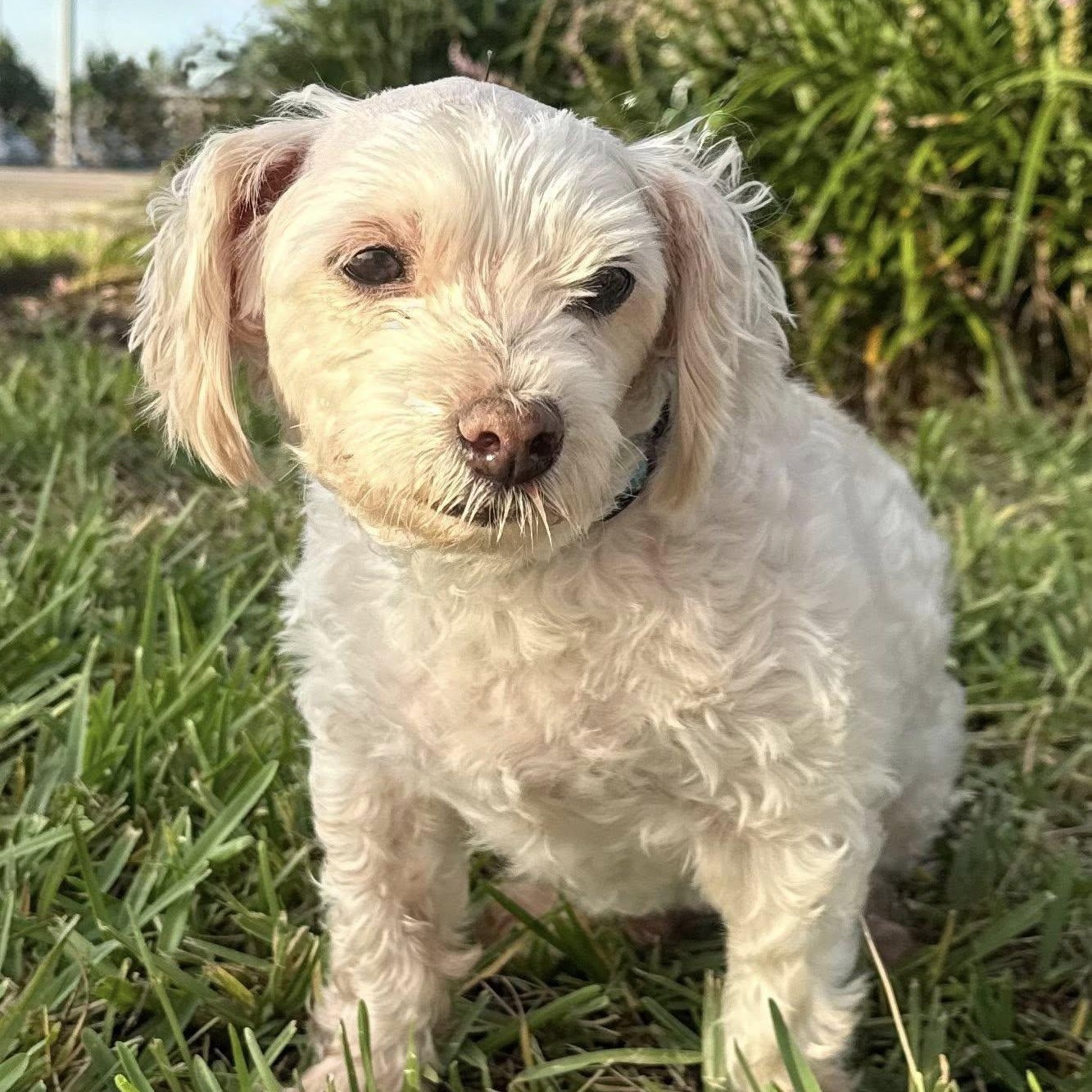Mogli, an adoptable Maltipoo in Cape Coral, FL, 33914 | Photo Image 5