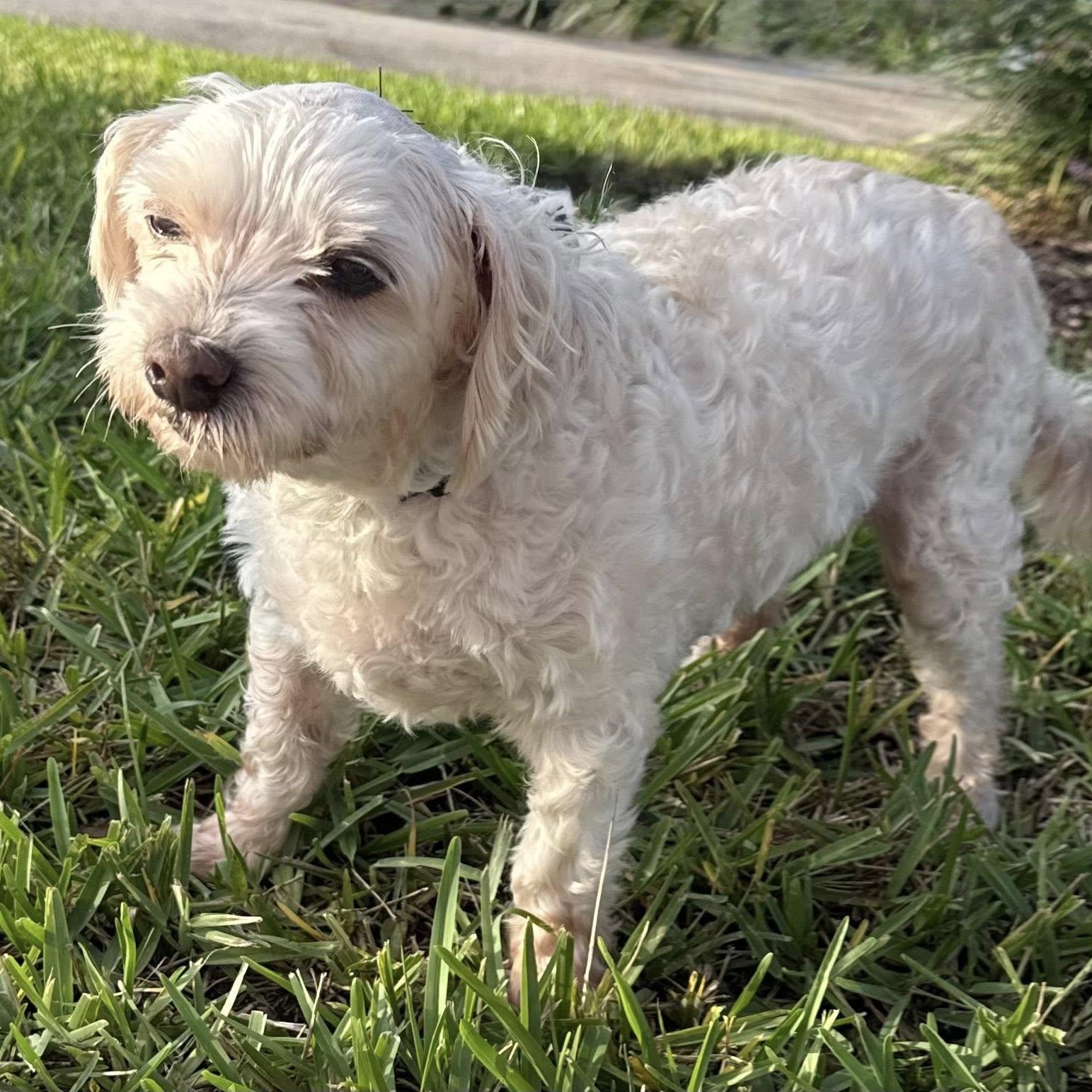 Mogli, an adoptable Maltipoo in Cape Coral, FL, 33914 | Photo Image 3
