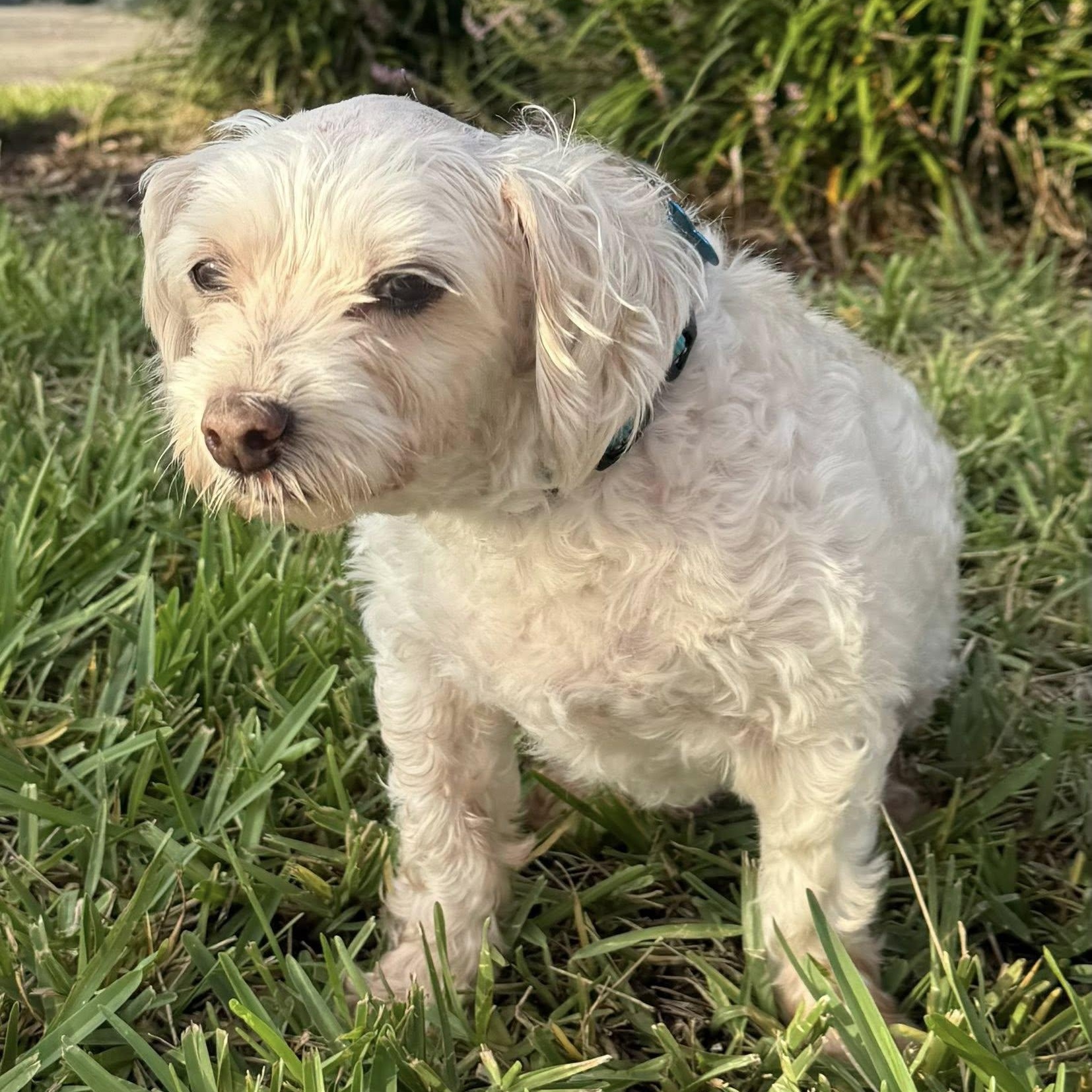 Mogli, an adoptable Maltipoo in Cape Coral, FL, 33914 | Photo Image 6