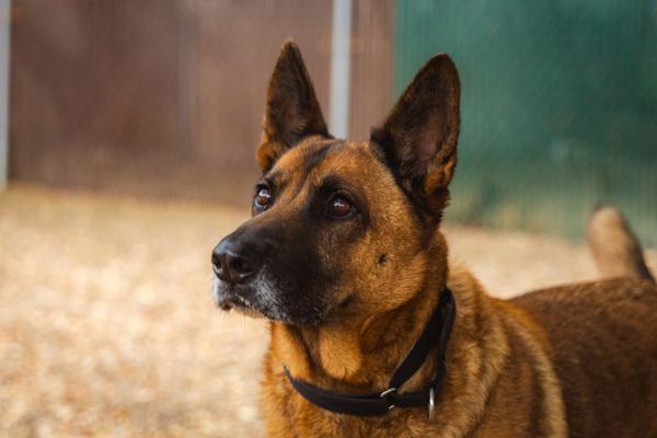 Walterini, Adoptable, Adult Male Shepherd & Chow Chow.