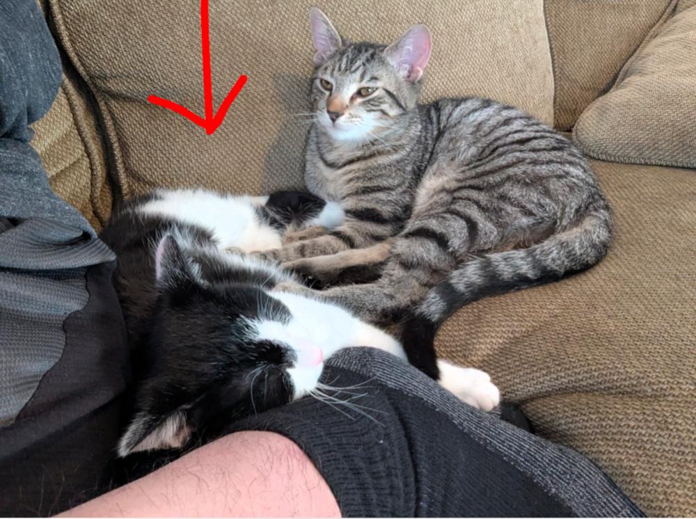 Catly, Adoptable, Kitten Female Domestic Short Hair.