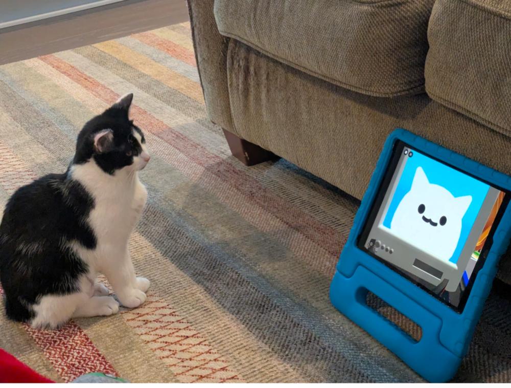 Enlarge Catly, a Adoptable mixed breed in Springdale, PA image 2/6