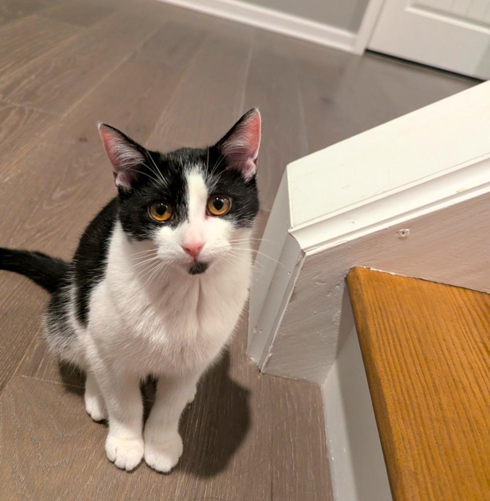 Enlarge Catly, a Adoptable mixed breed in Springdale, PA image 3/6