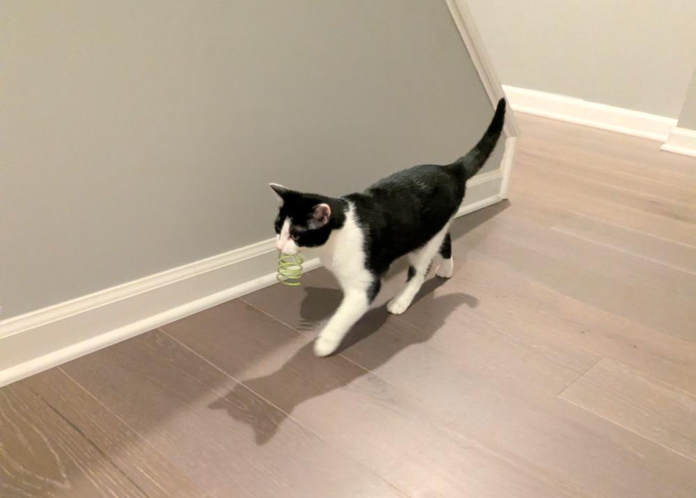 Enlarge Catly, a Adoptable mixed breed in Springdale, PA image 4/6