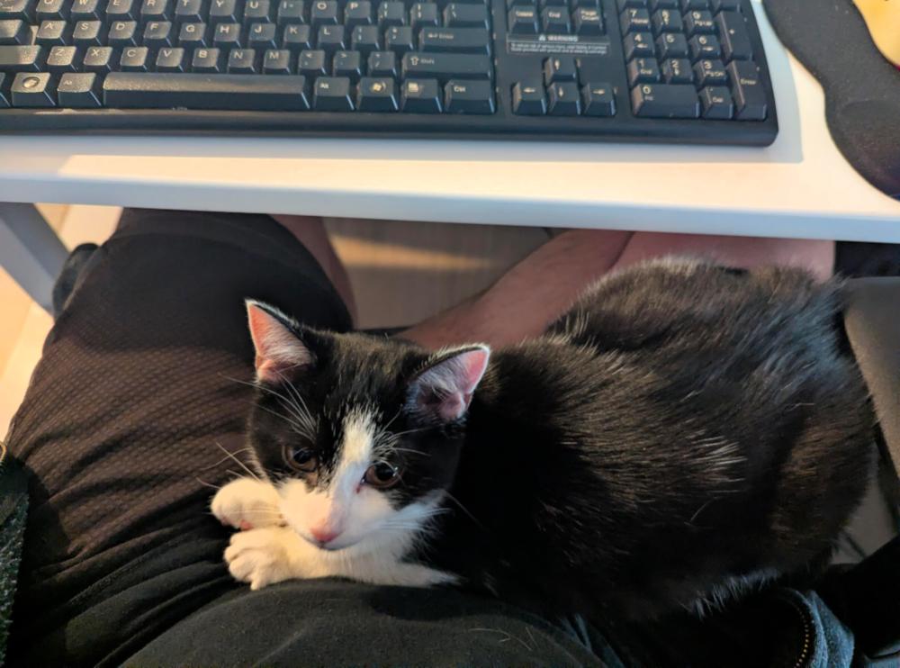 Enlarge Catly, a Adoptable mixed breed in Springdale, PA image 5/6