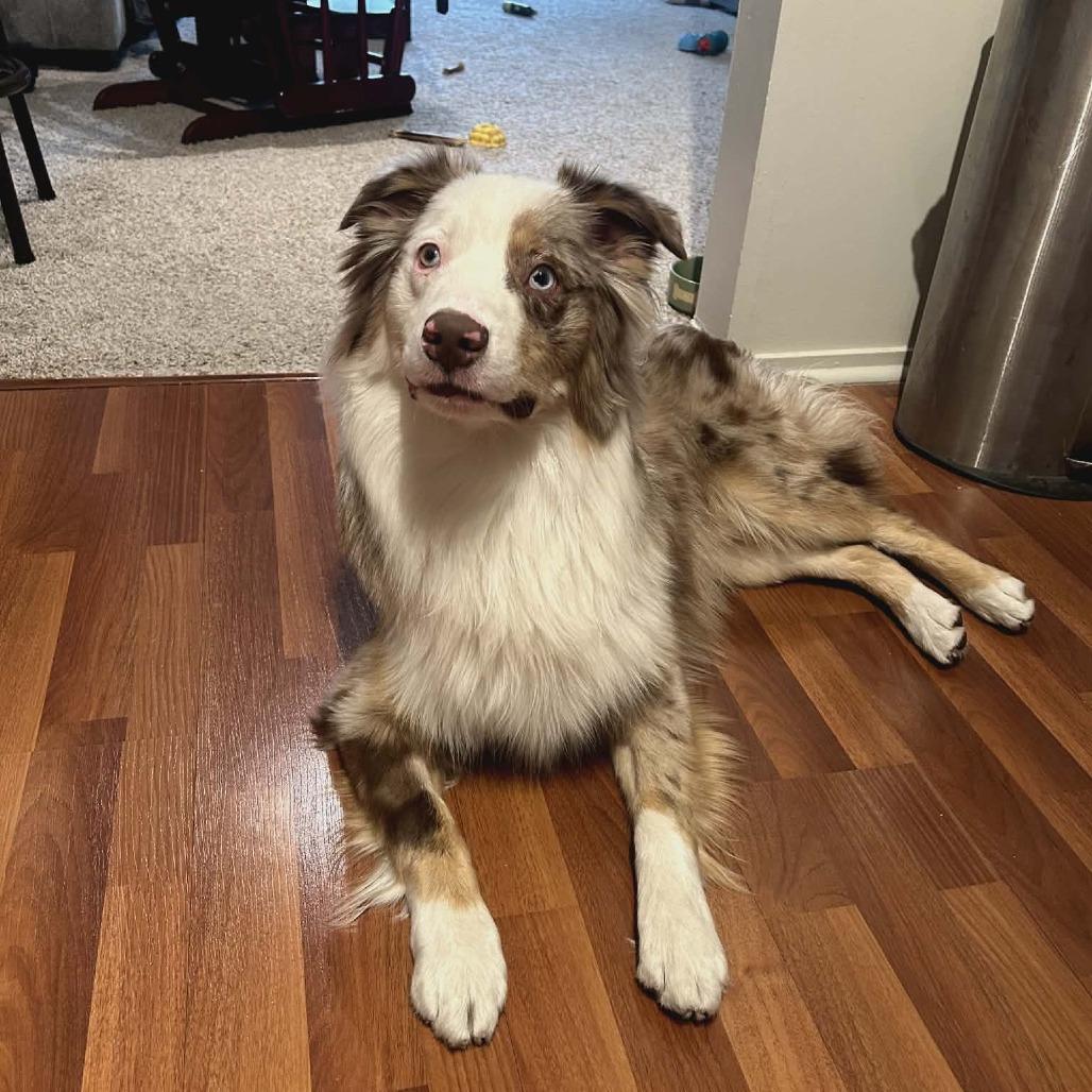 Gobi, Adoptable, Young Male Australian Shepherd & Australian Shepherd.