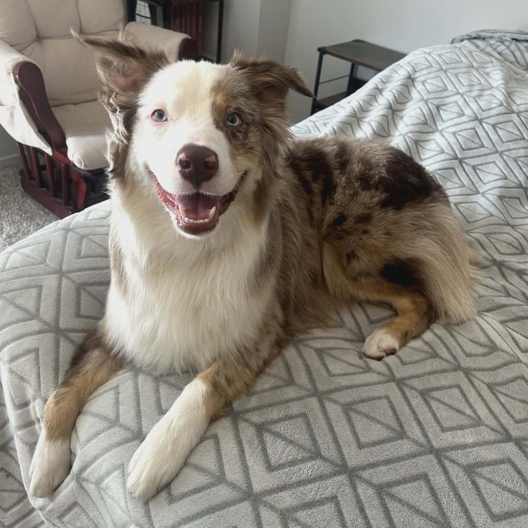Enlarge Gobi, a Adoptable mixed breed in Ada, MN image 2/3