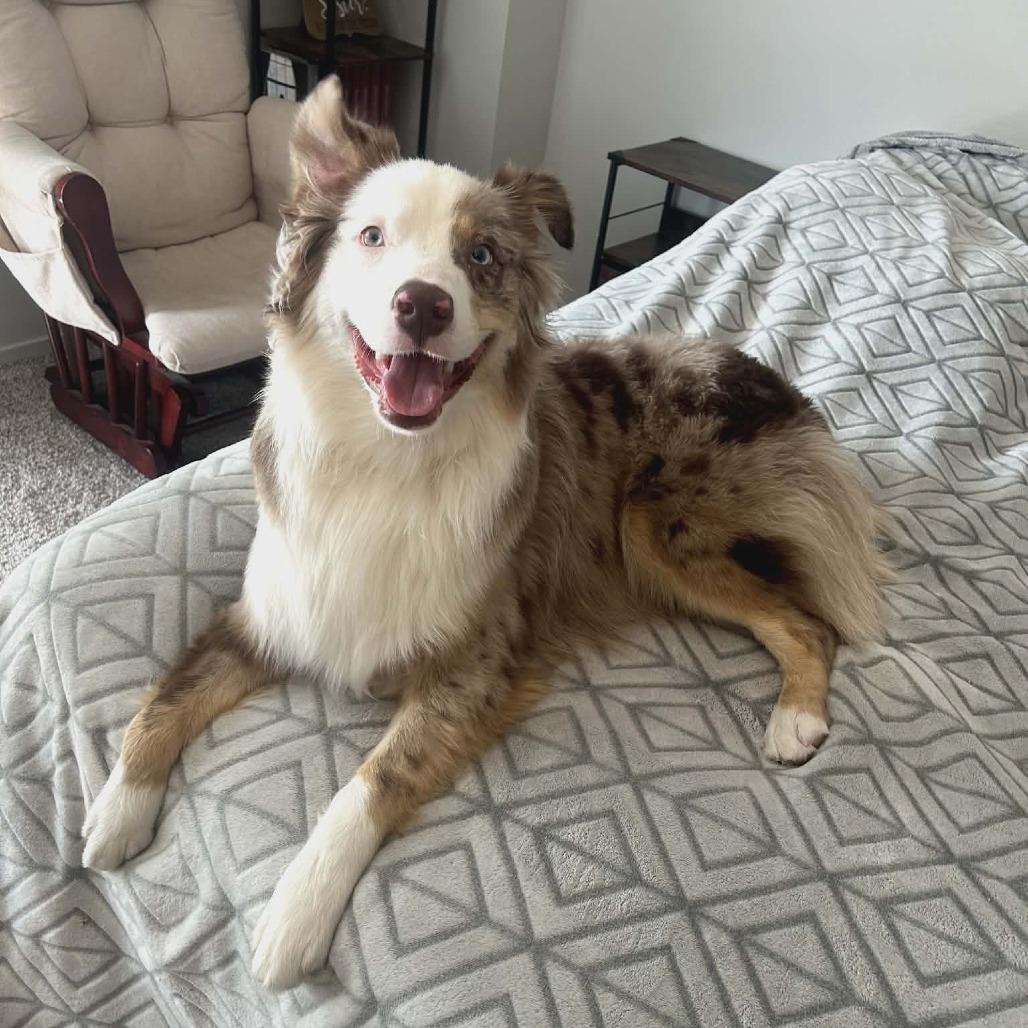 Enlarge Gobi, a Adoptable mixed breed in Ada, MN image 3/3