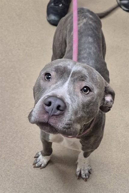 Enlarge CLAIRE BEAR, a Adoptable Pit Bull Terrier in Decatur, IL image 1/1