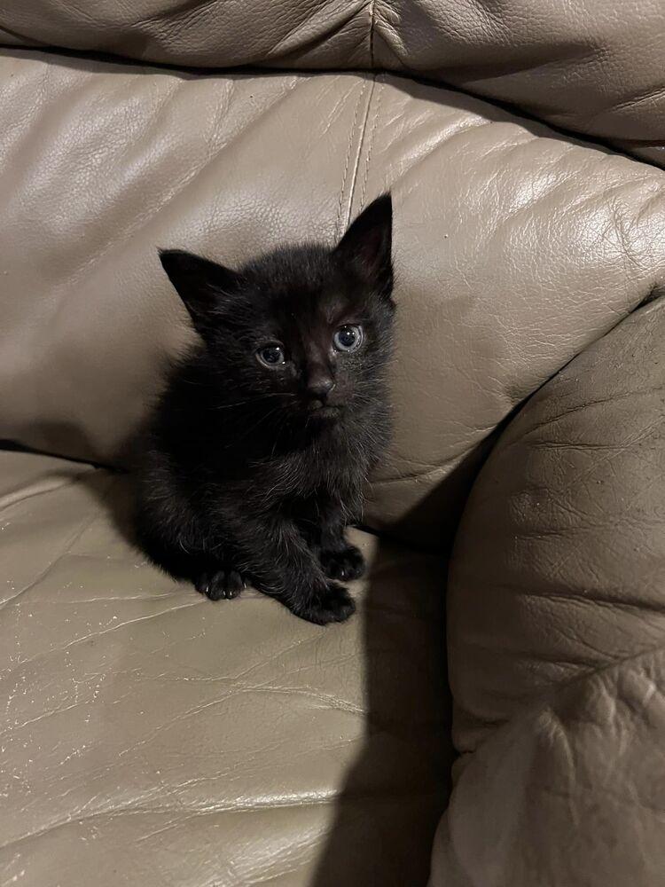 Enlarge Samsonite - Blue collar, a Adopted Domestic Short Hair in Fort Walton Beach, FL image 1/1