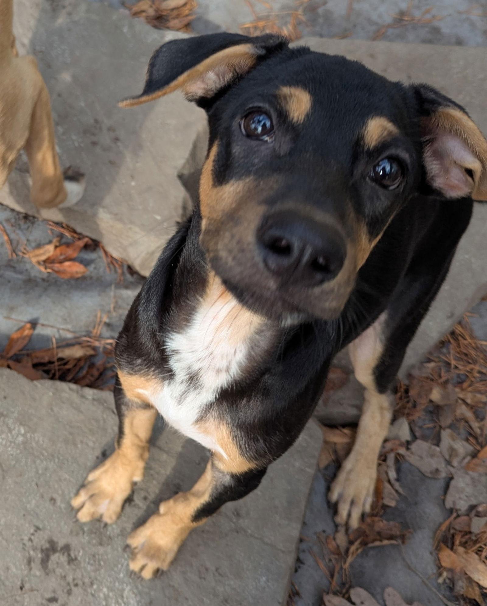 Enlarge Cameo, a Adoptable mixed breed in Virginia Beach, VA image 1/3