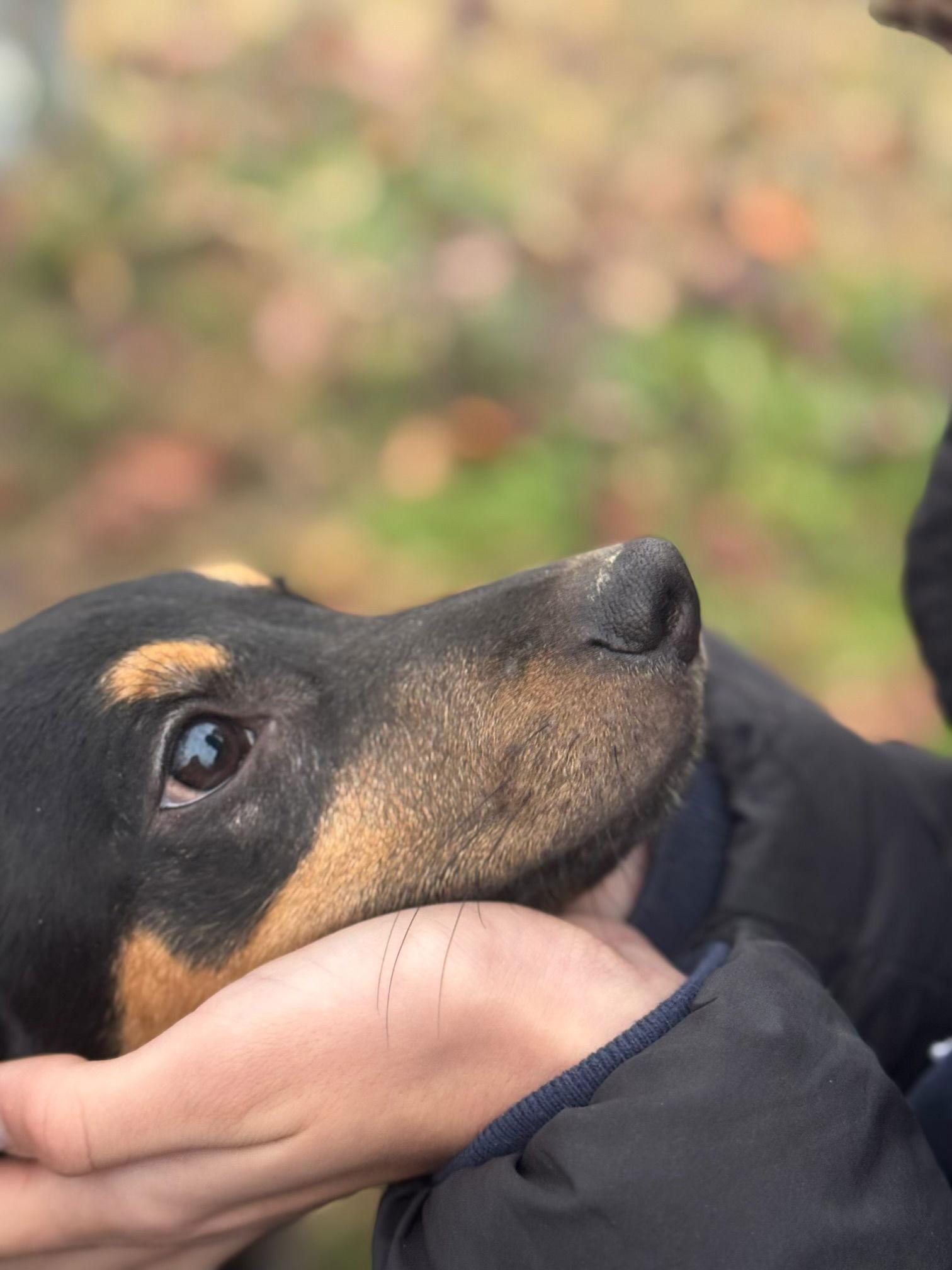 Enlarge Cameo, a Adoptable mixed breed in Virginia Beach, VA image 2/3
