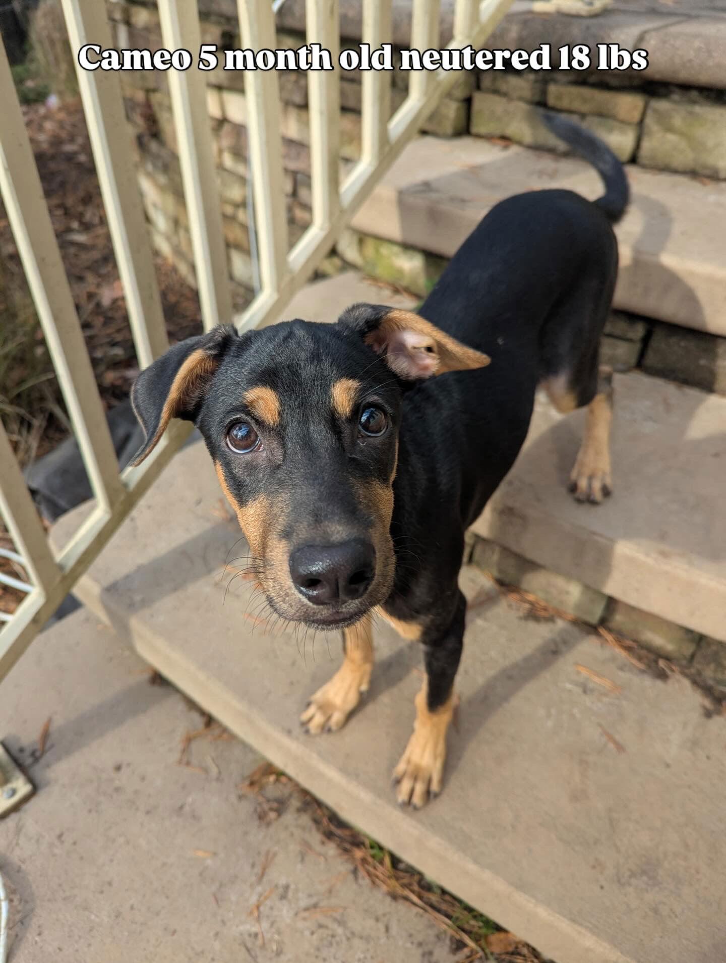 Enlarge Cameo, a Adoptable mixed breed in Virginia Beach, VA image 3/3
