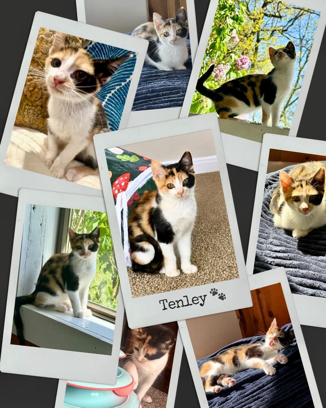 Tenley, ADOPTABLE, Kitten Female Domestic Short Hair.