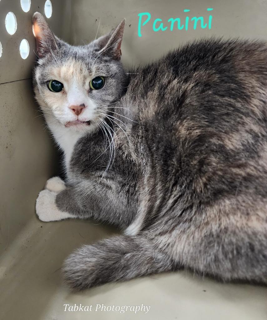 Panini, Adoptable, Senior Female Domestic Short Hair.