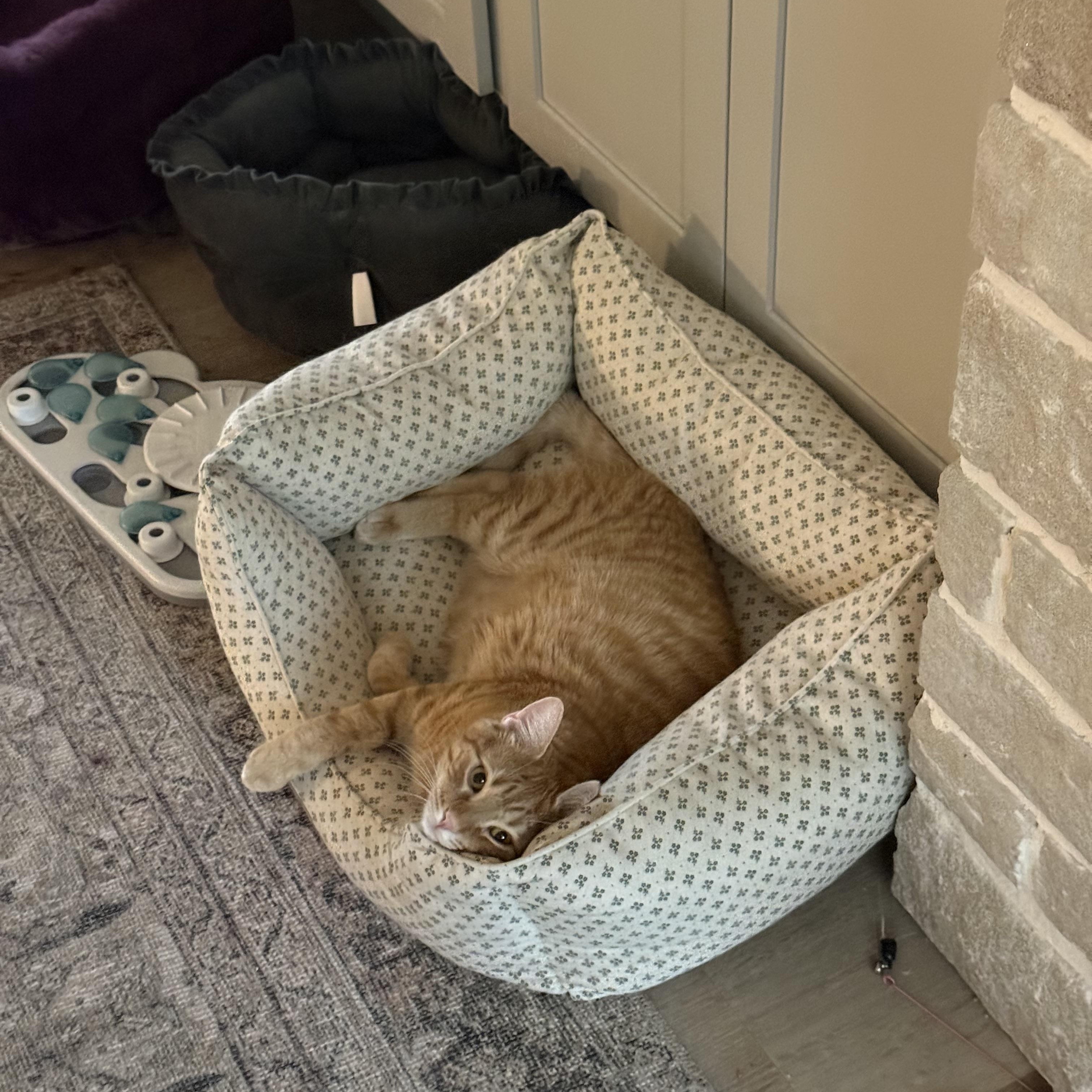 Enlarge Gus, a Adoptable Domestic Short Hair in Avondale Estates, GA image 3/5