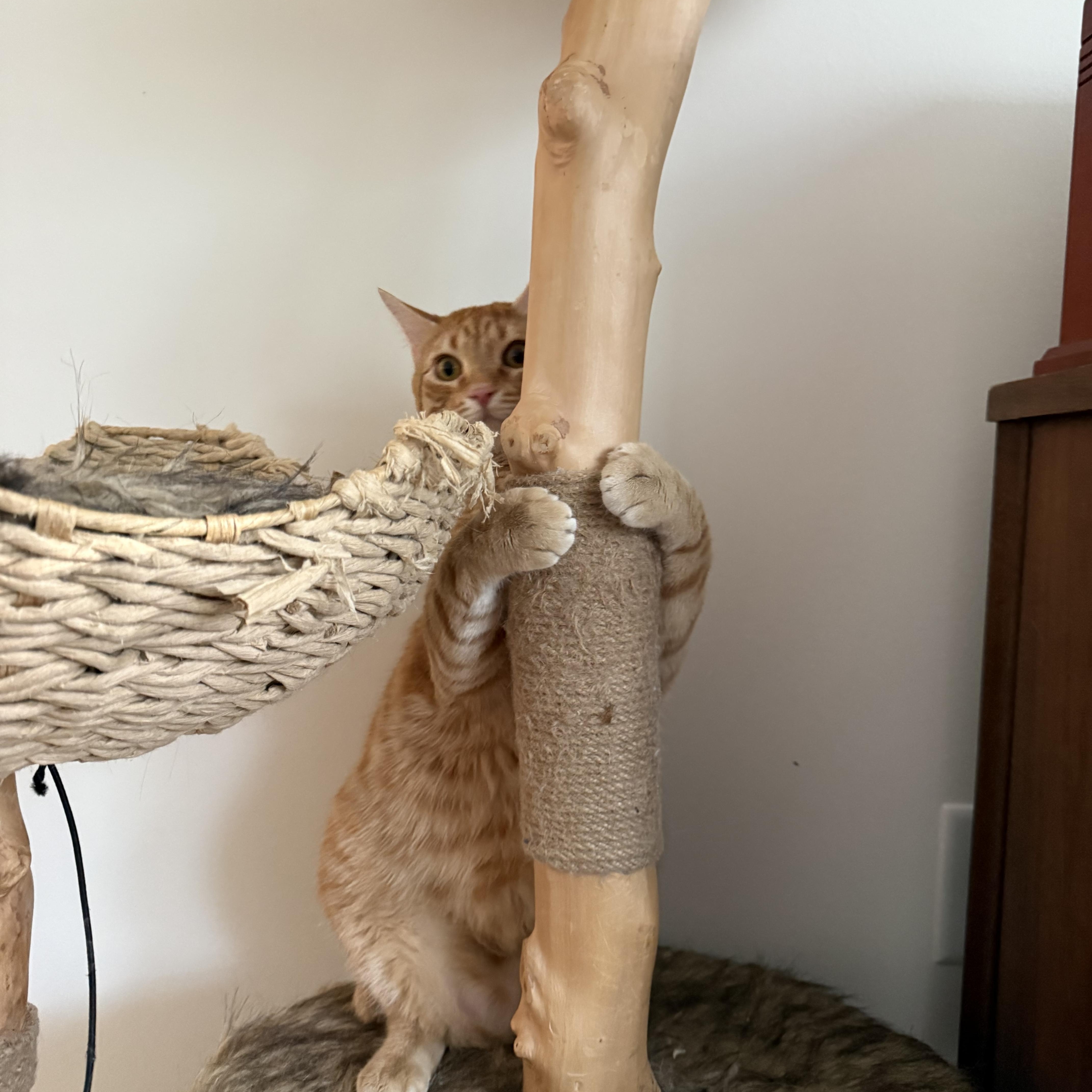 Enlarge Gus, a Adoptable Domestic Short Hair in Avondale Estates, GA image 6/6