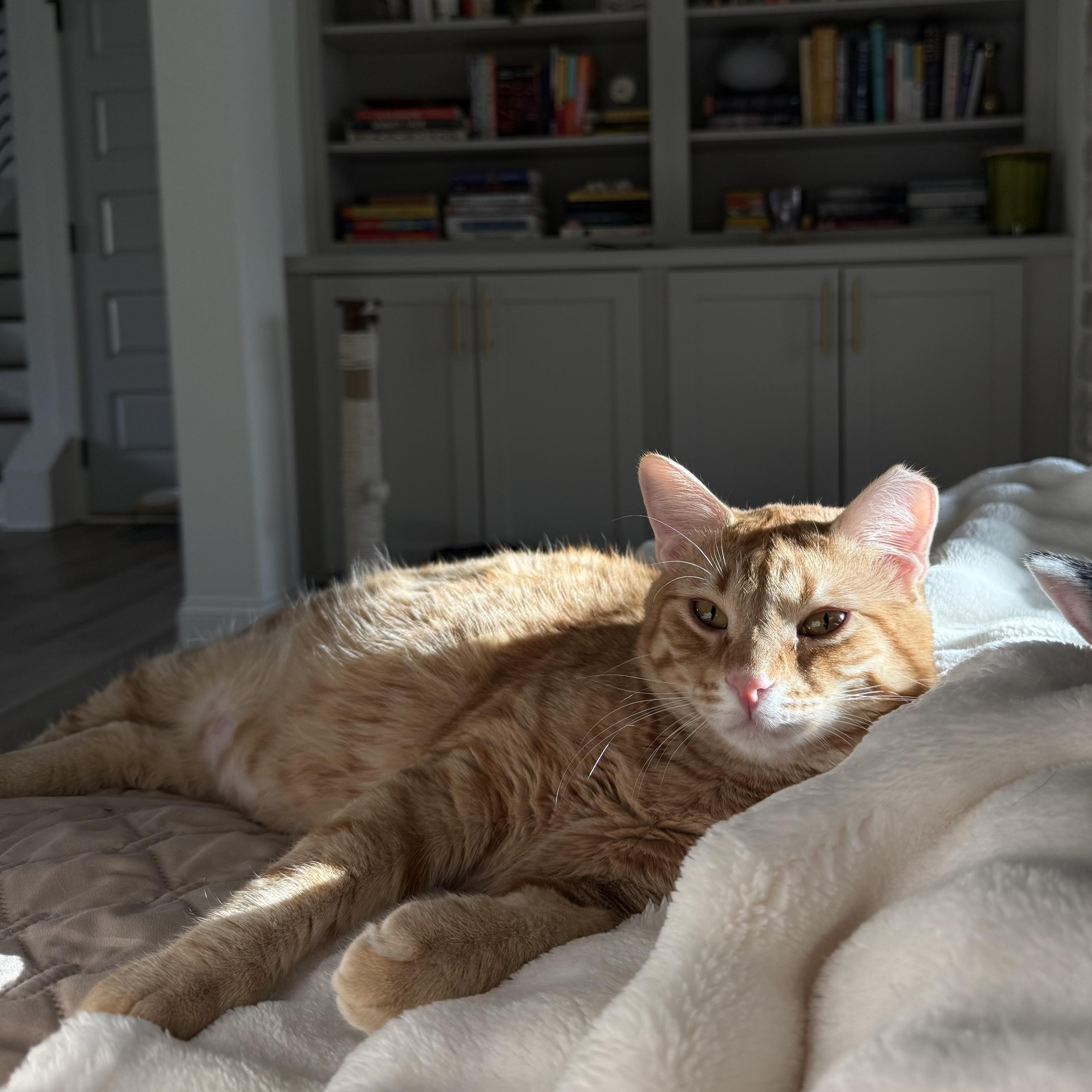 Enlarge Gus, a Adoptable Domestic Short Hair in Avondale Estates, GA image 1/6