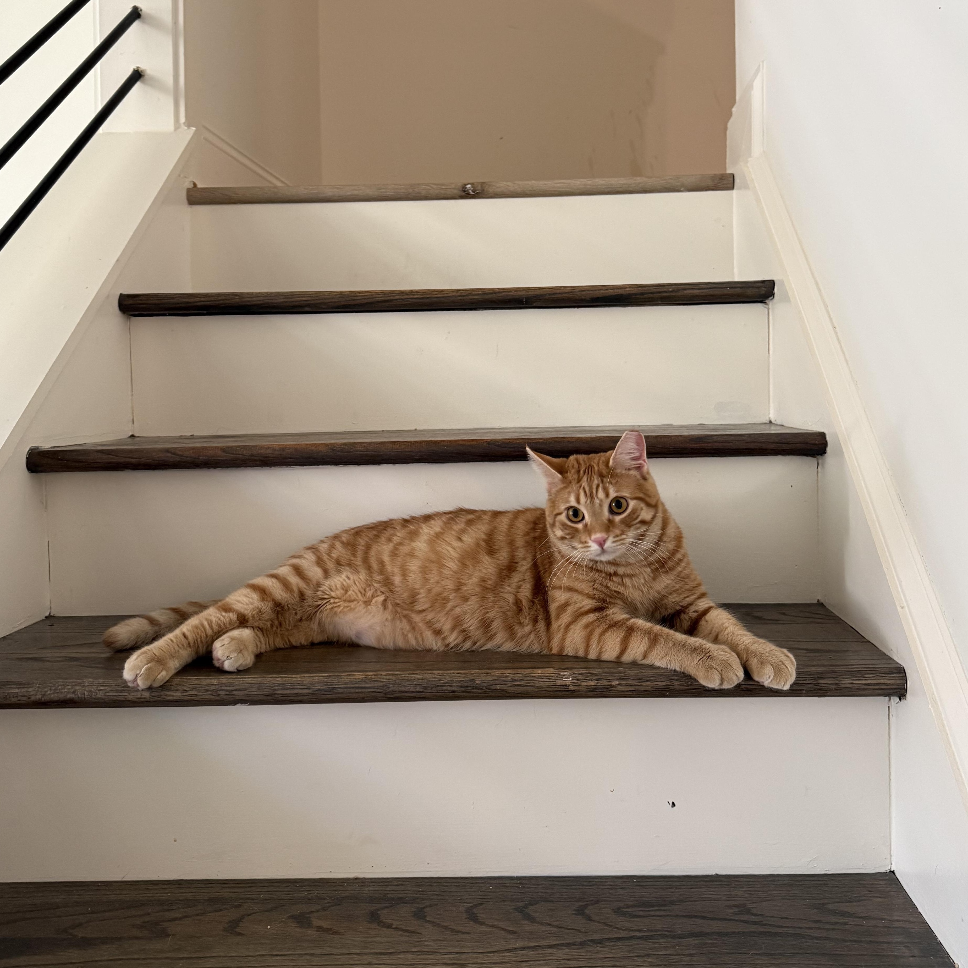 Gus, Adoptable, Young Male Domestic Short Hair.