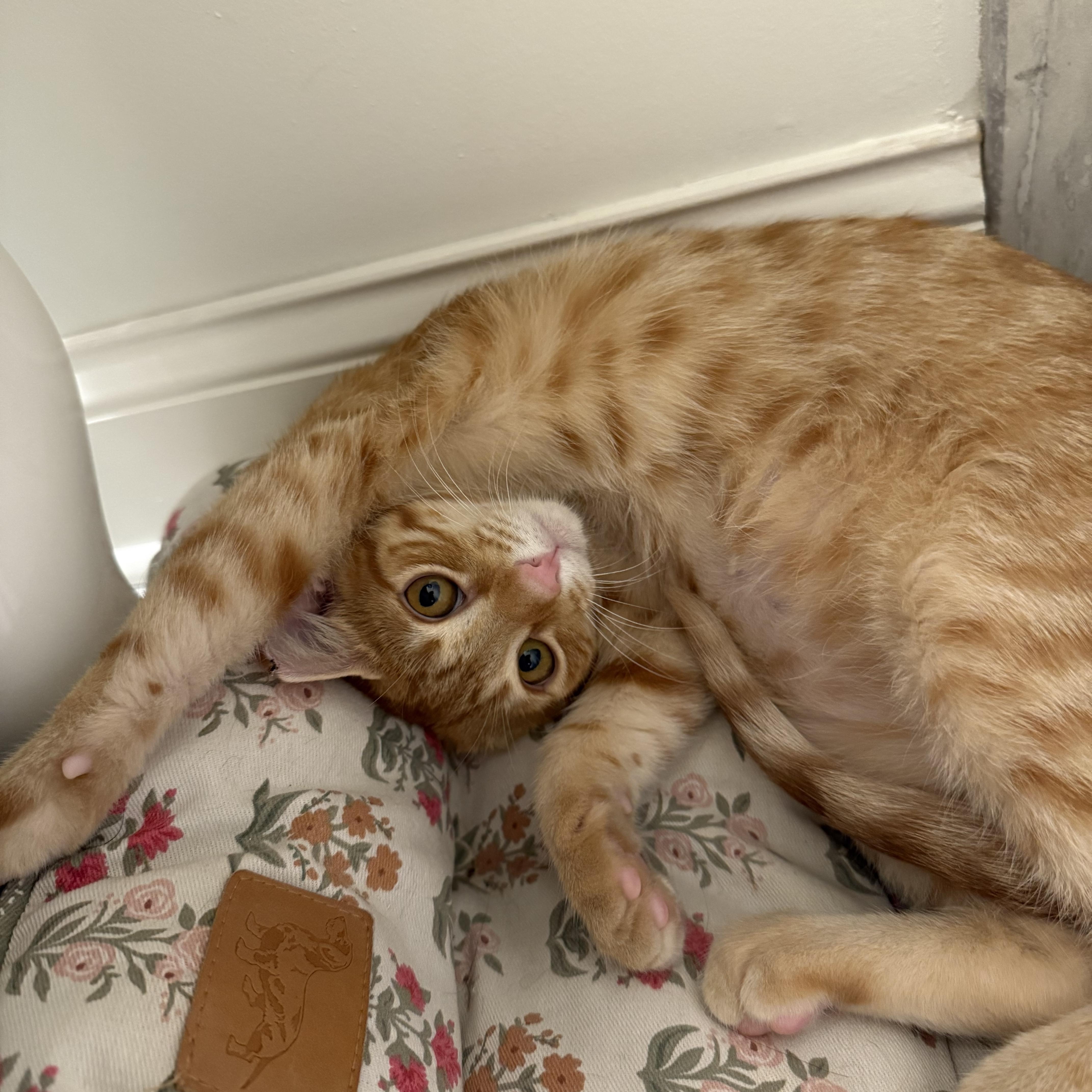 Enlarge Gus, a Adoptable Domestic Short Hair in Avondale Estates, GA image 4/5